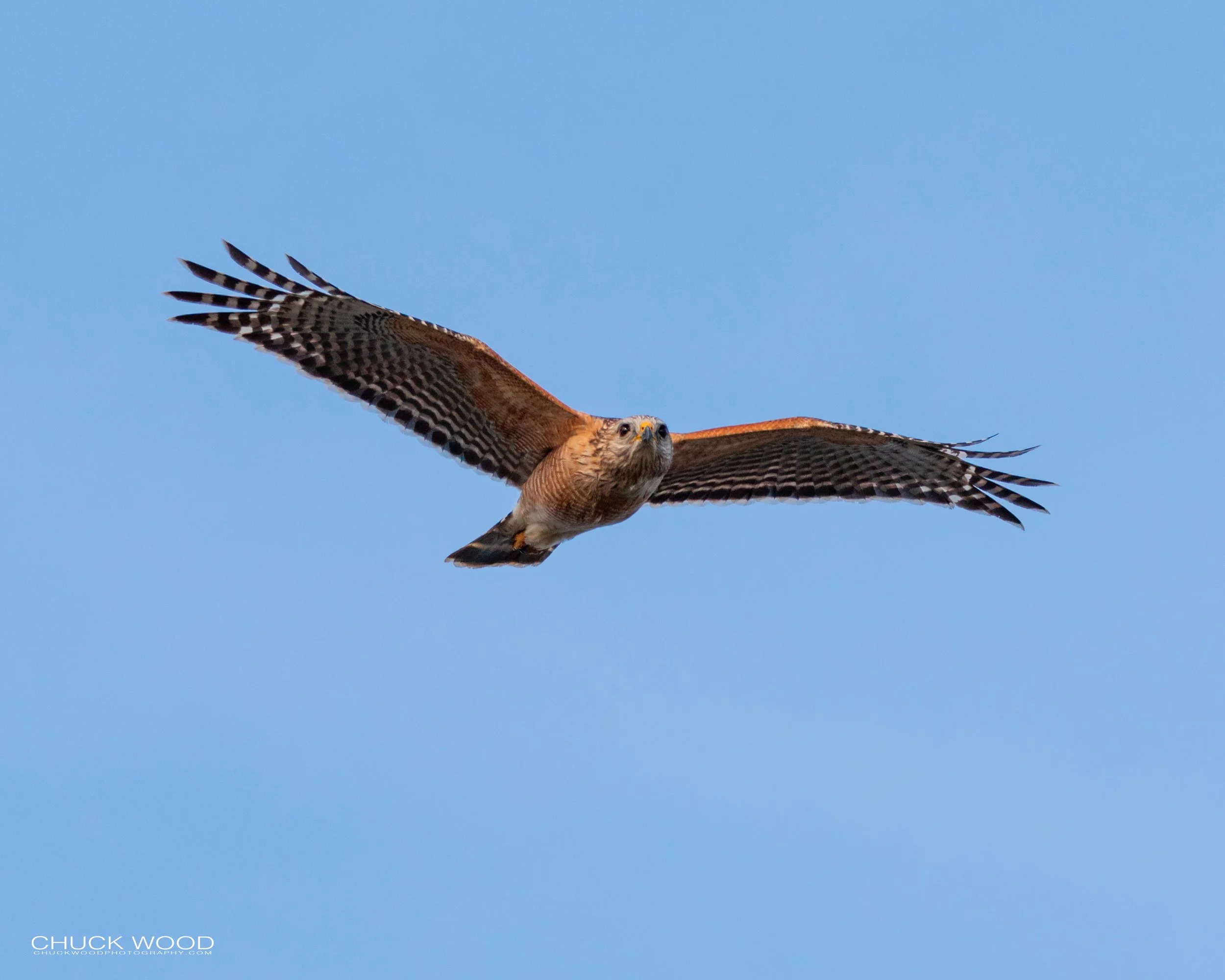  Viera Wetlands, FL 2020 