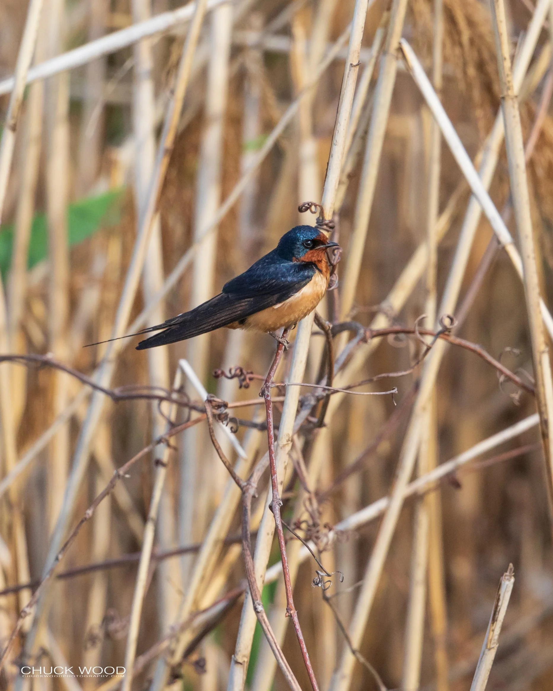  Decorte Park, NJ 2020 