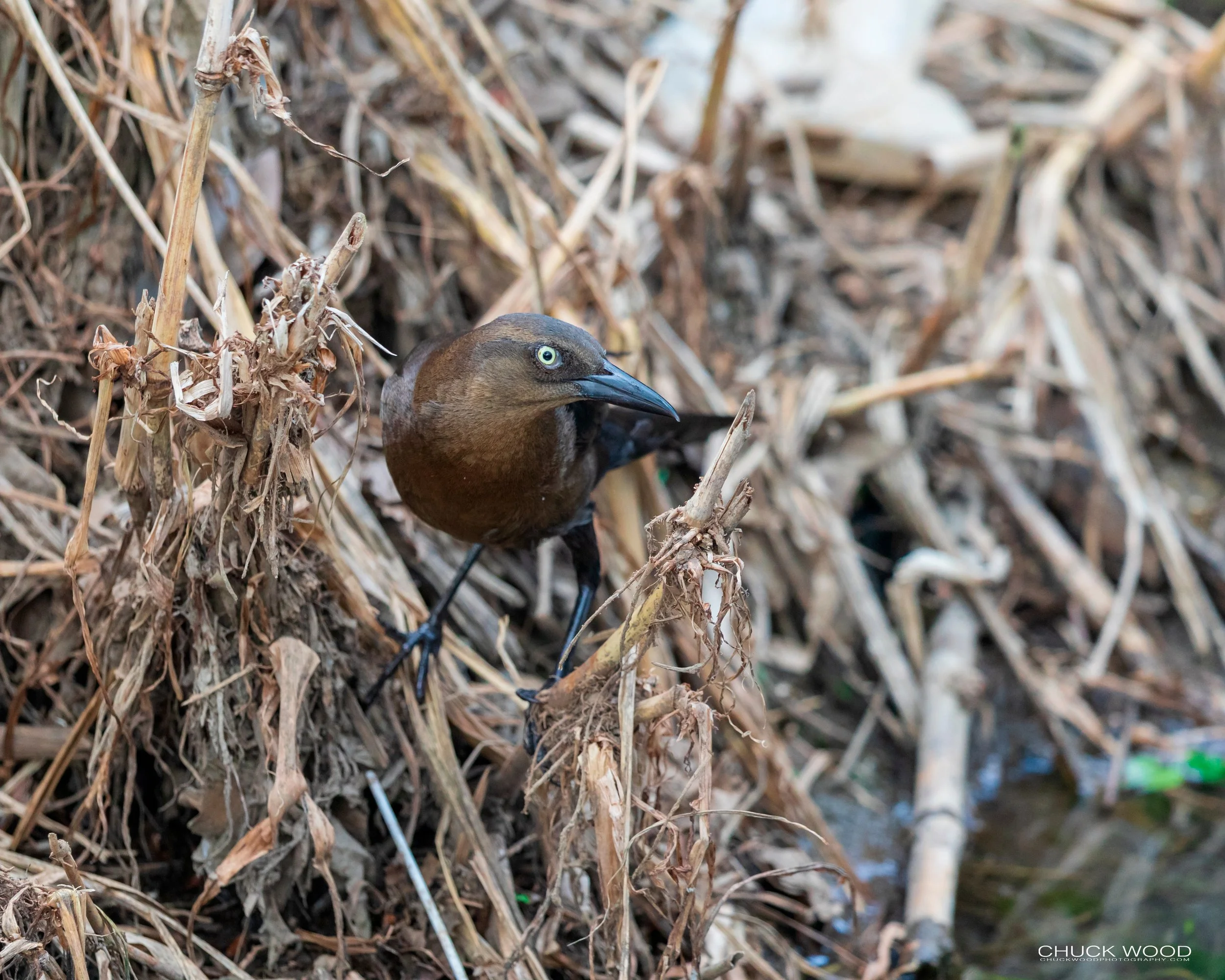  Tuis River Valley, Costa Rica 2020 