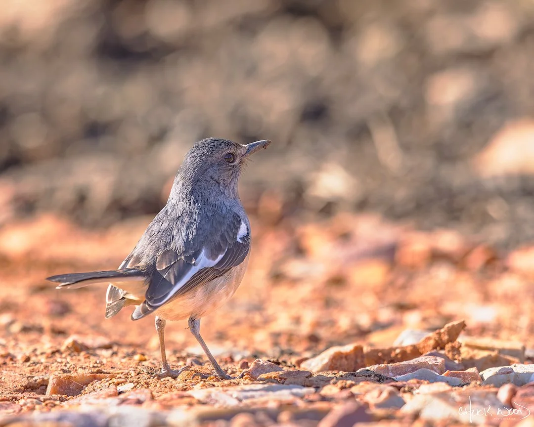  Keoladeo Ghana, India 2025 
