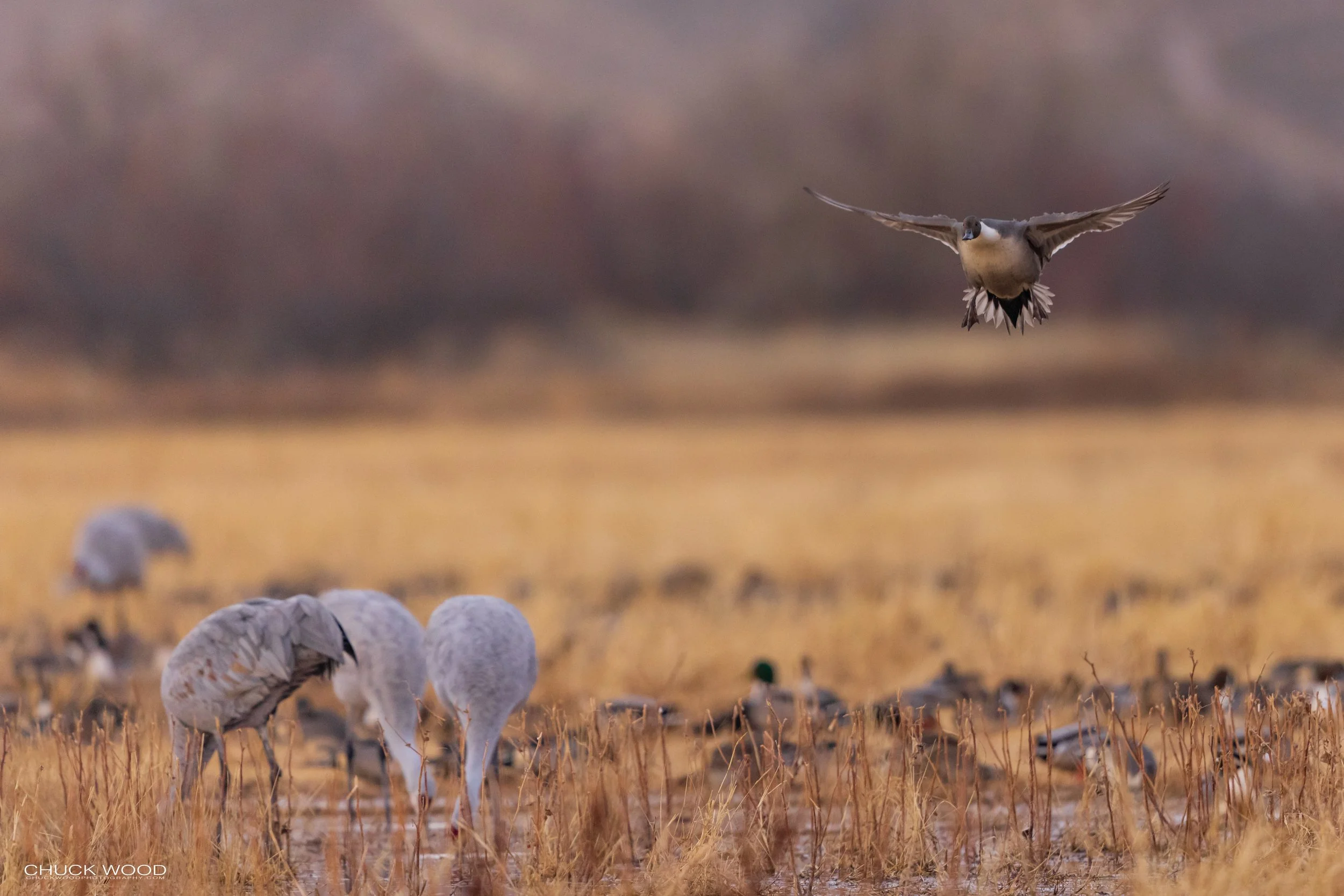  Bosque del Apache, NM 2021 