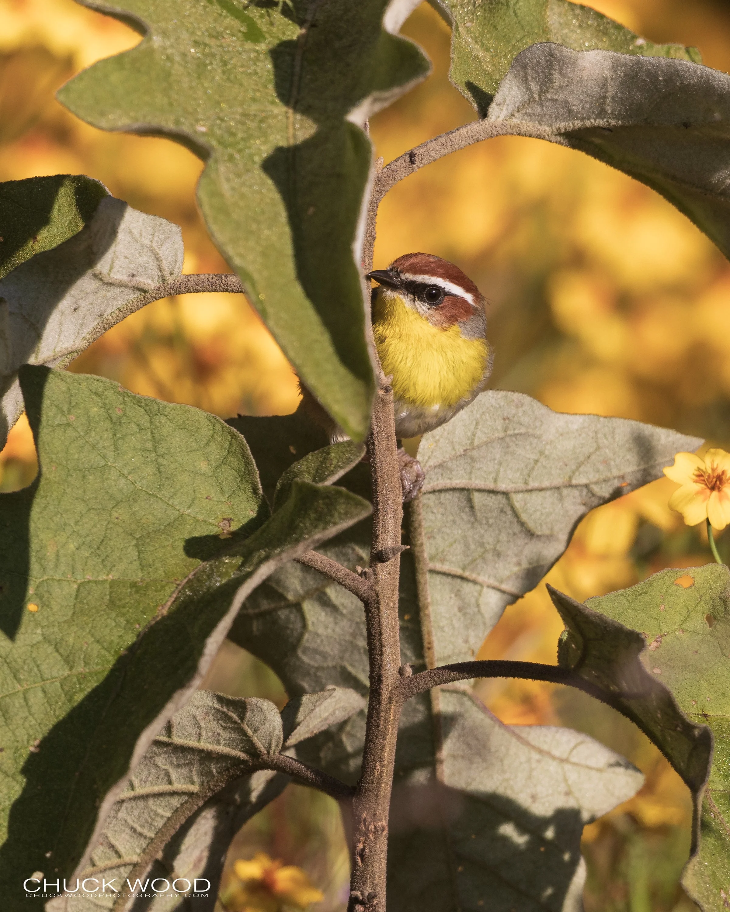  Camino Cuajimoloyas Oaxaca, MX 2022 