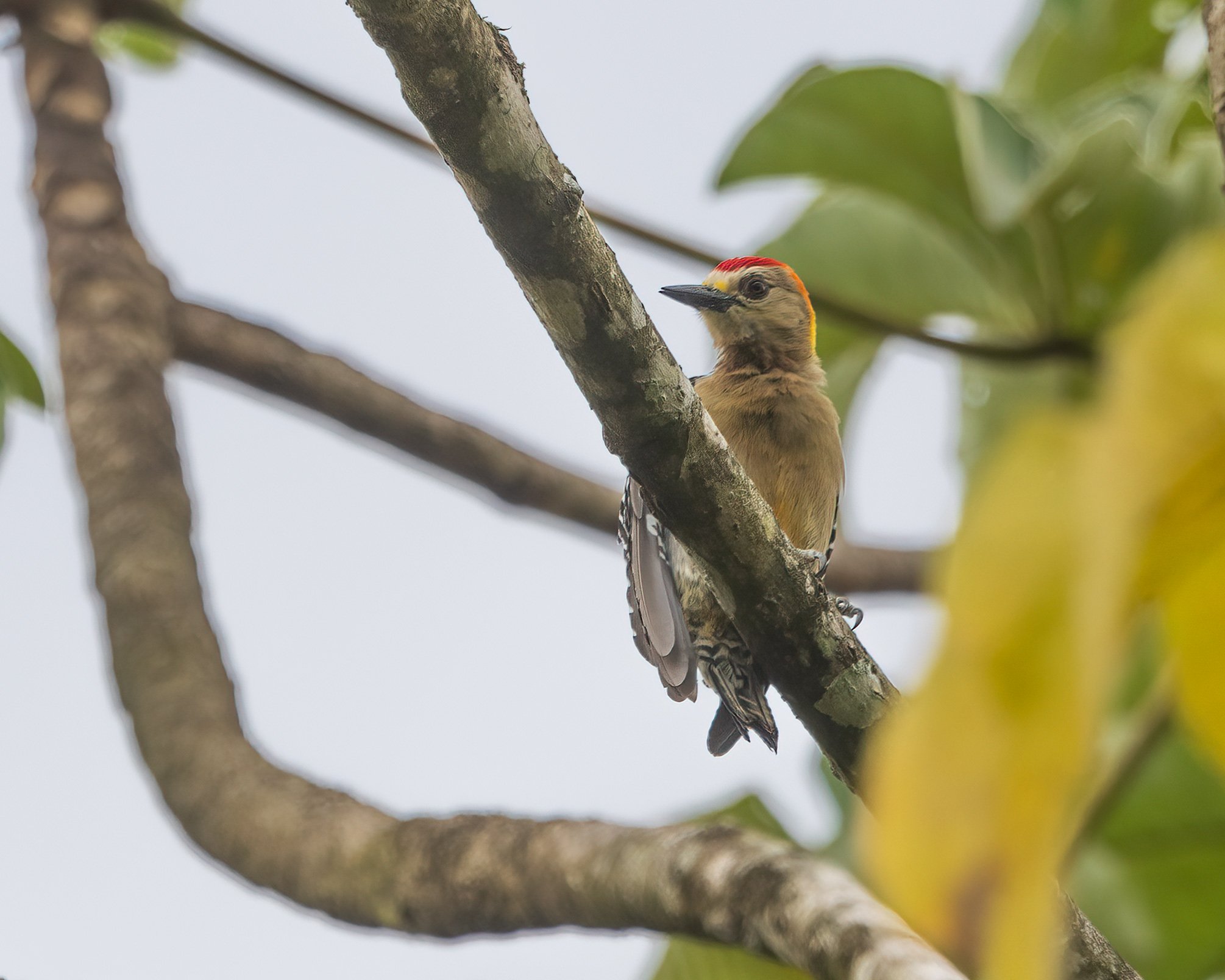  Macaw Lodge, Costa Rica 2023 