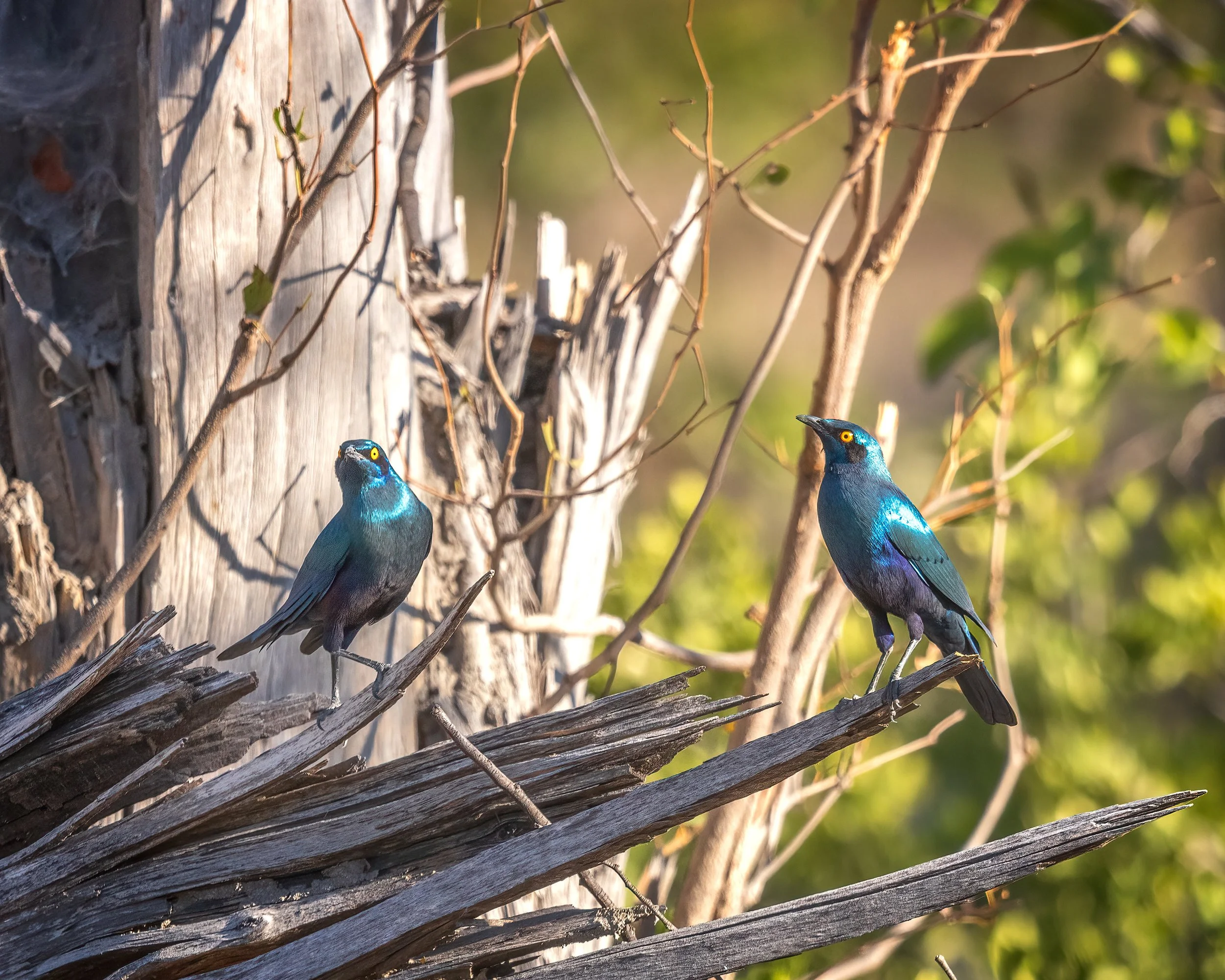   Moremi, Botswana 2023 