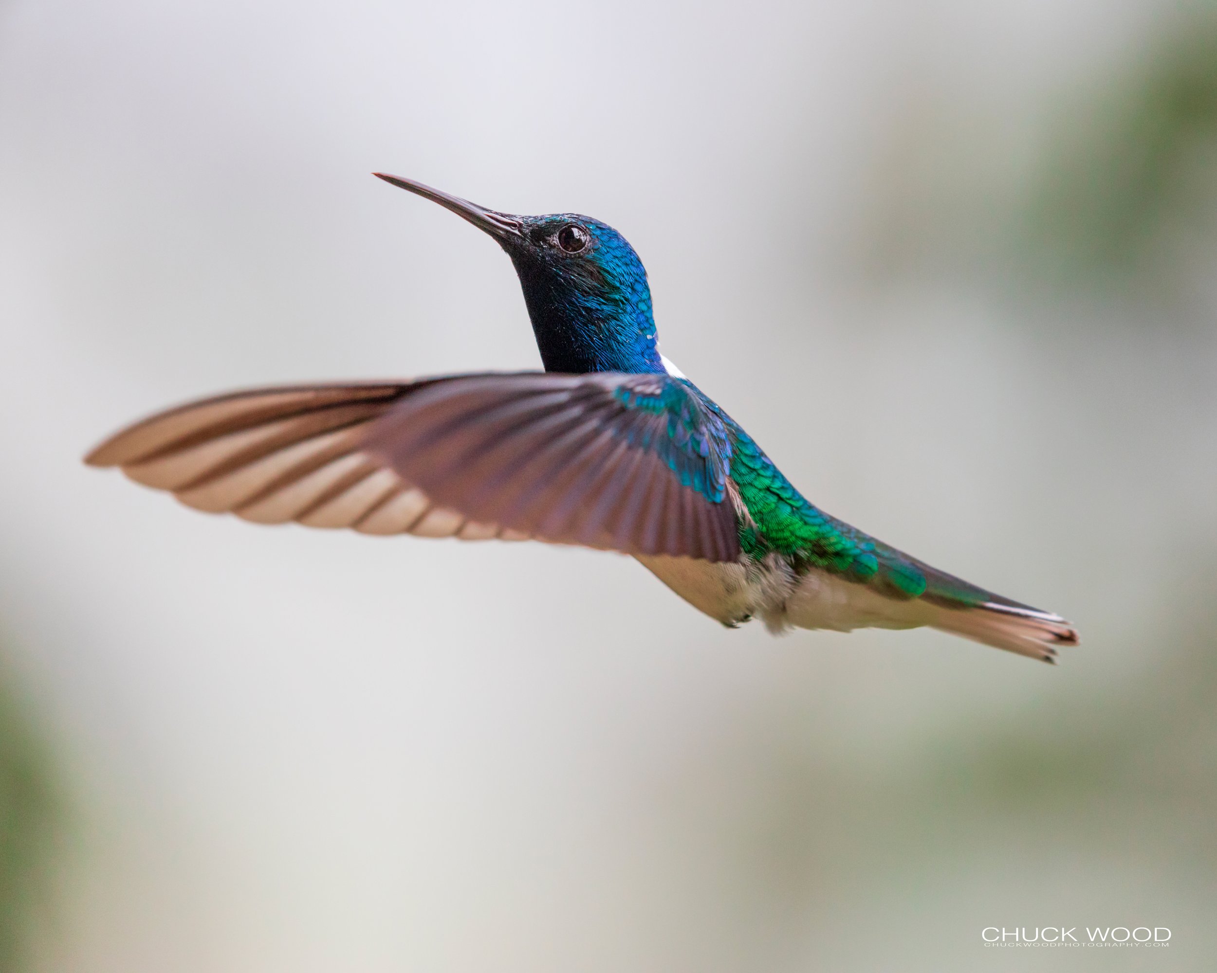  Rancho Naturalista, Costa Rica 2020 