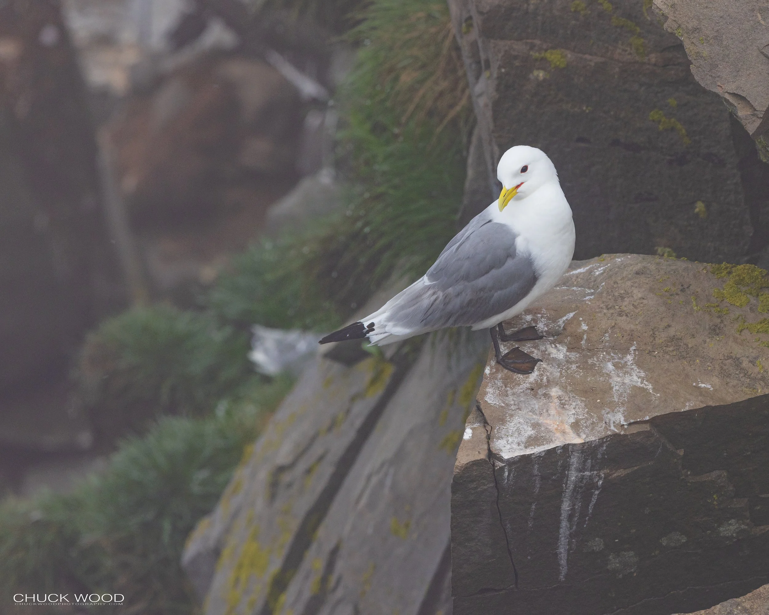  Cape St. Marys, NL 2022 
