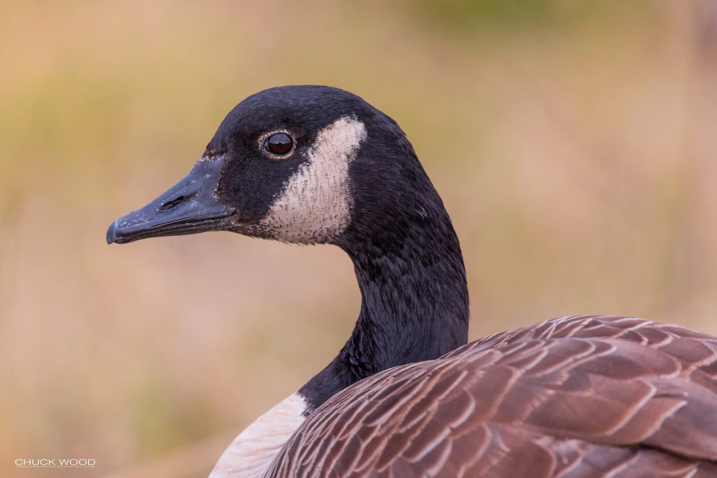  Forsythe NWR, NJ 2019 