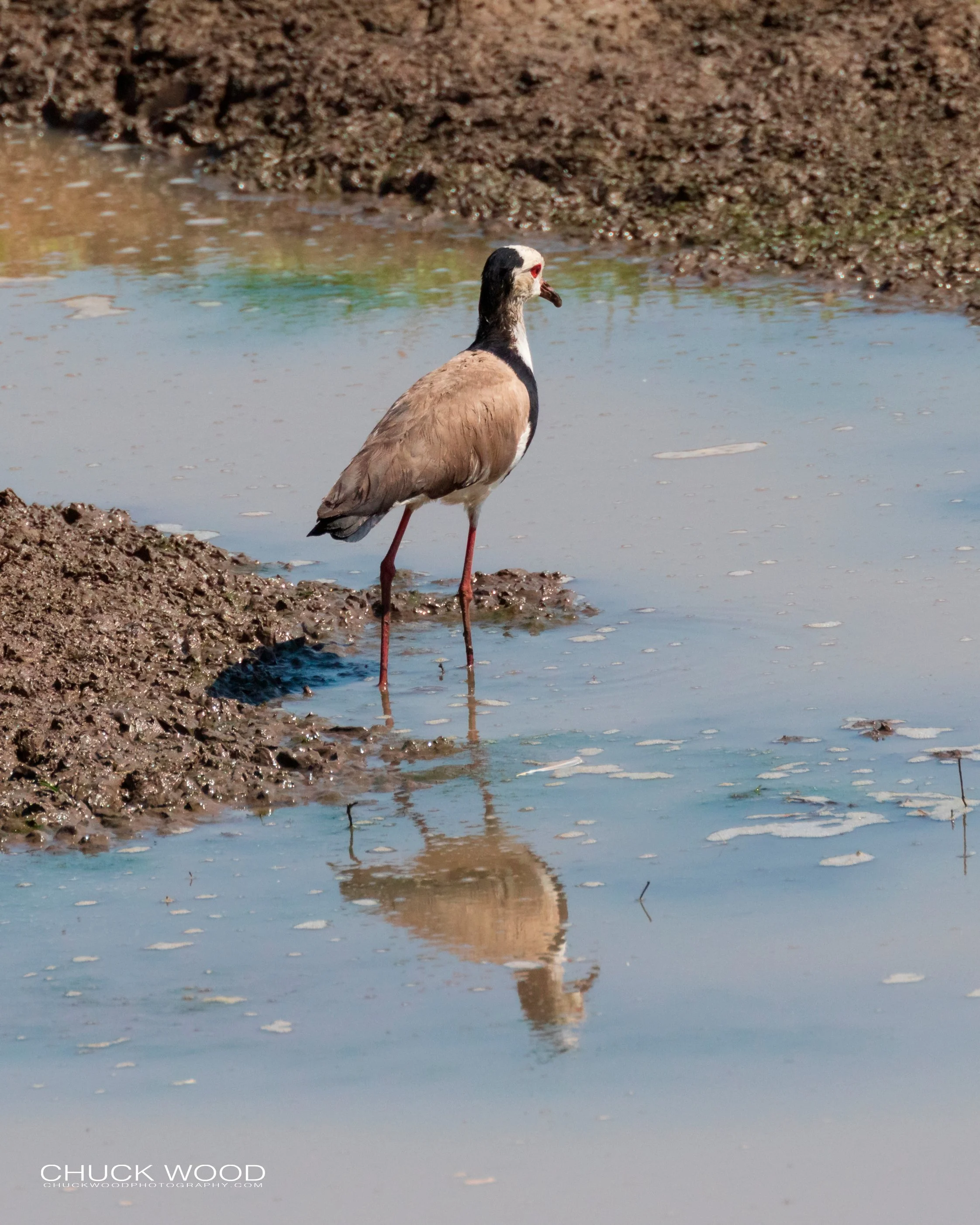  Mana Pools, Zimbabwe 2019 