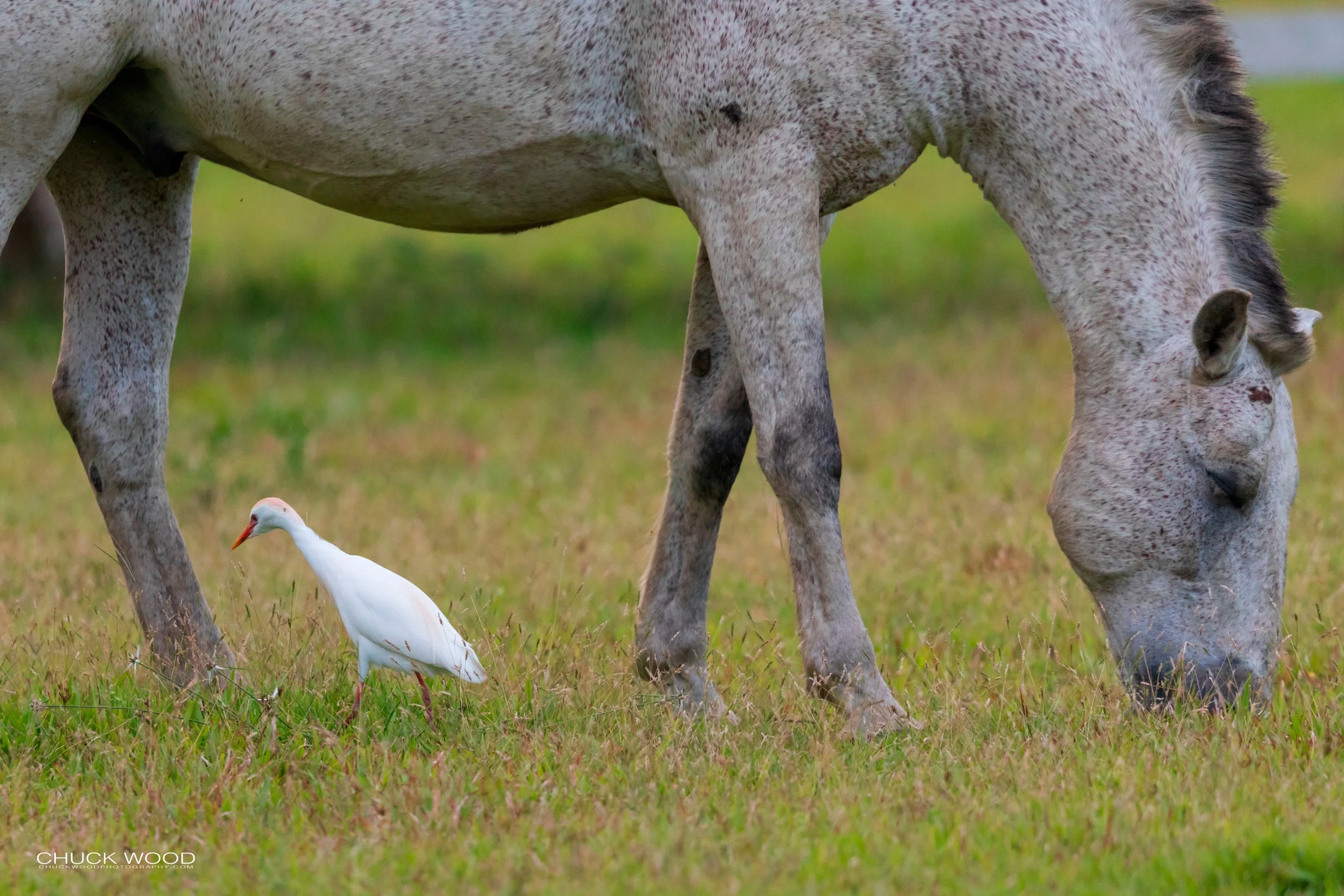  Embalse Angostura, Costa Rica 2020 