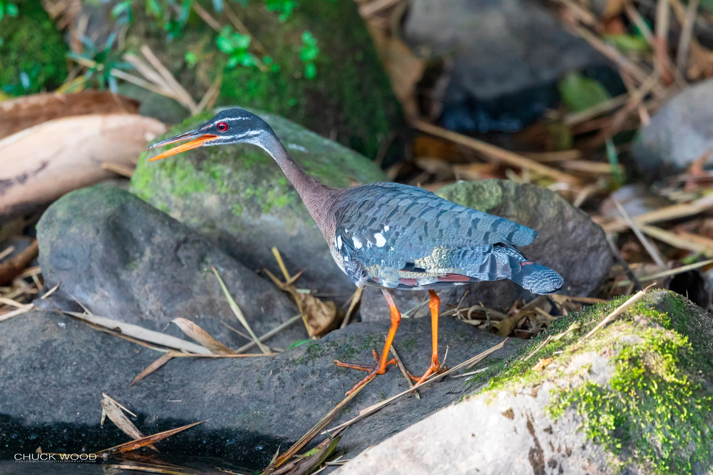  River This Valley, Costa Rica 2020 