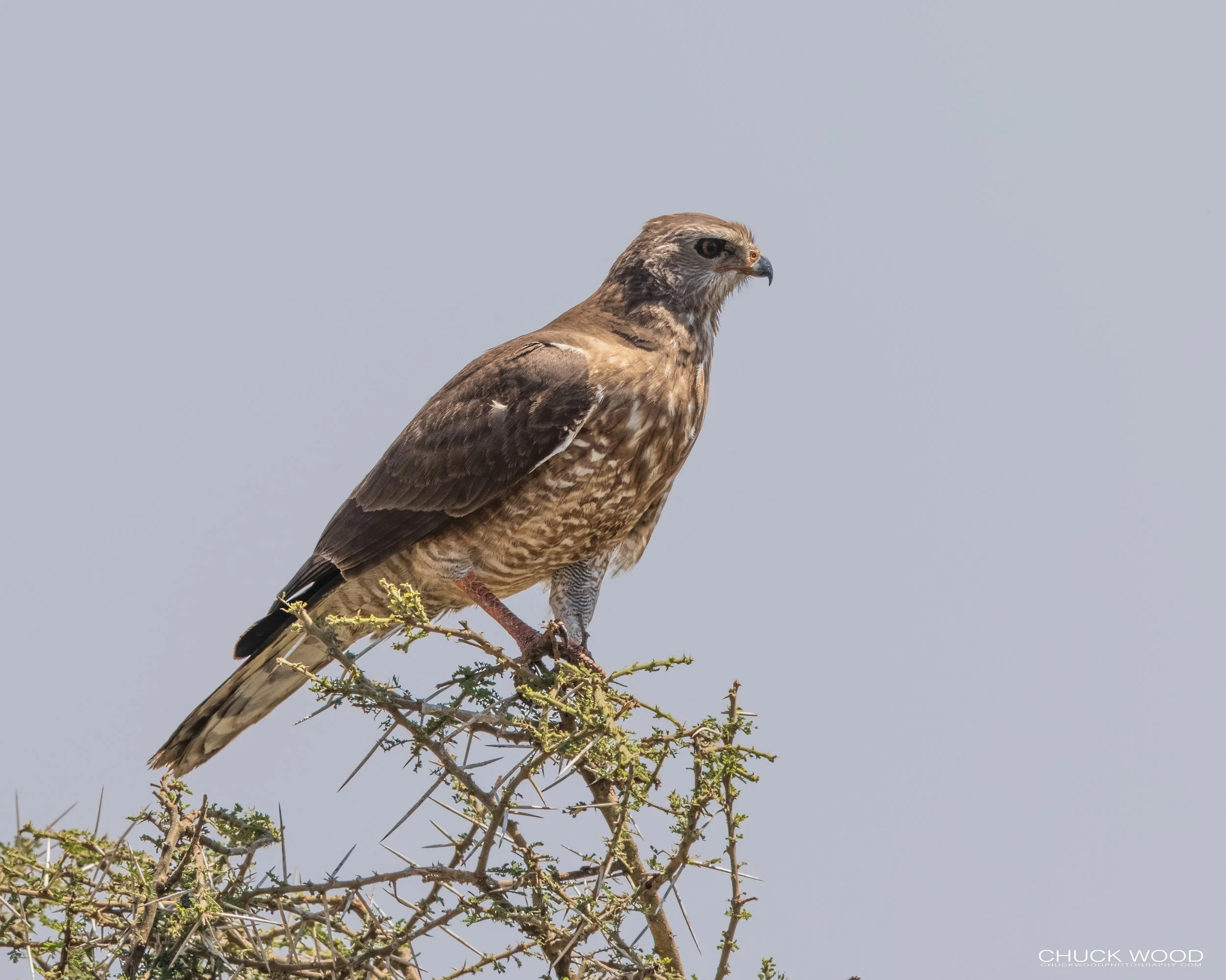  Serengeti, Tanzania 2021 