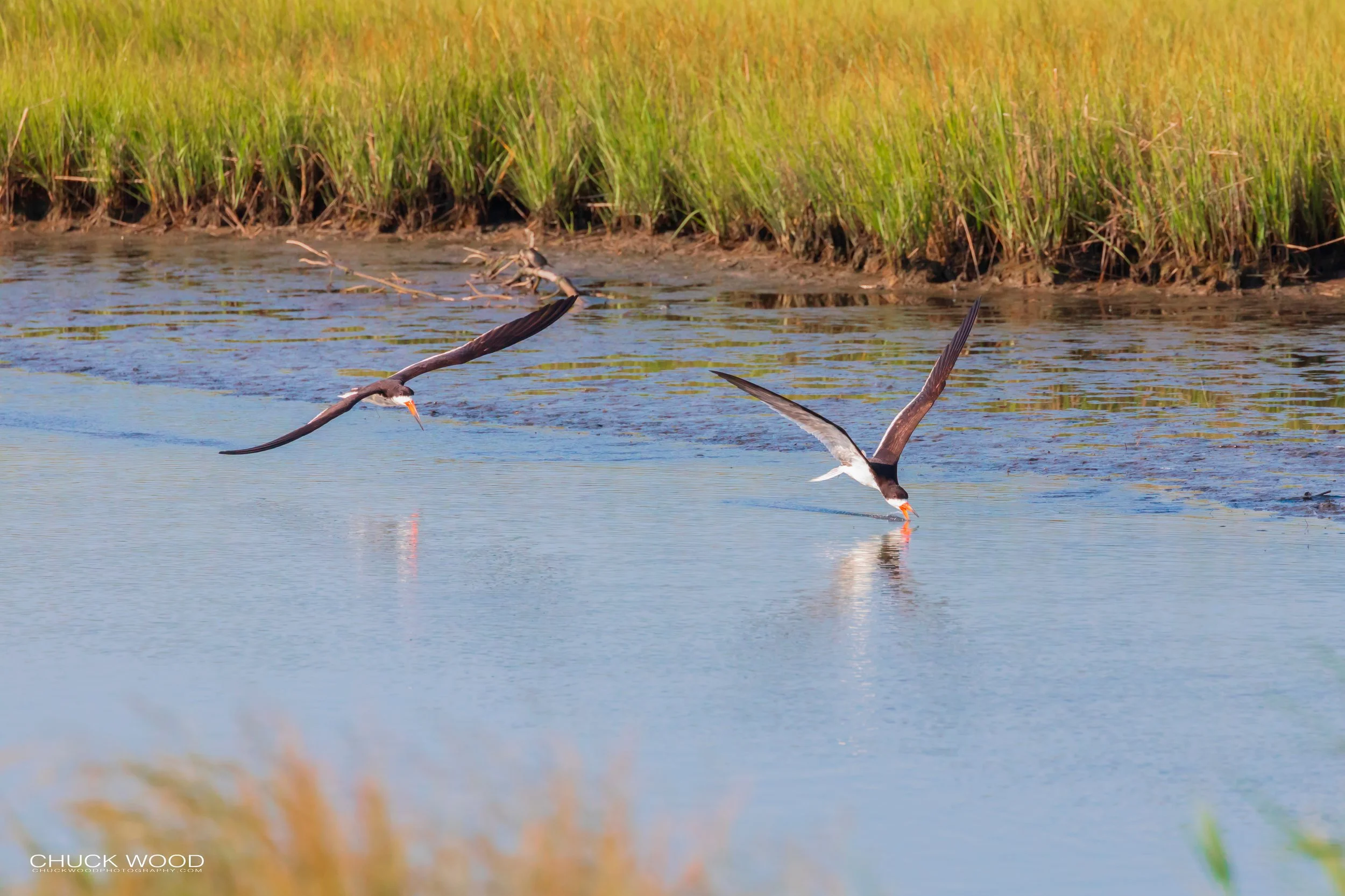  Forsythe NWR, NJ 2019 