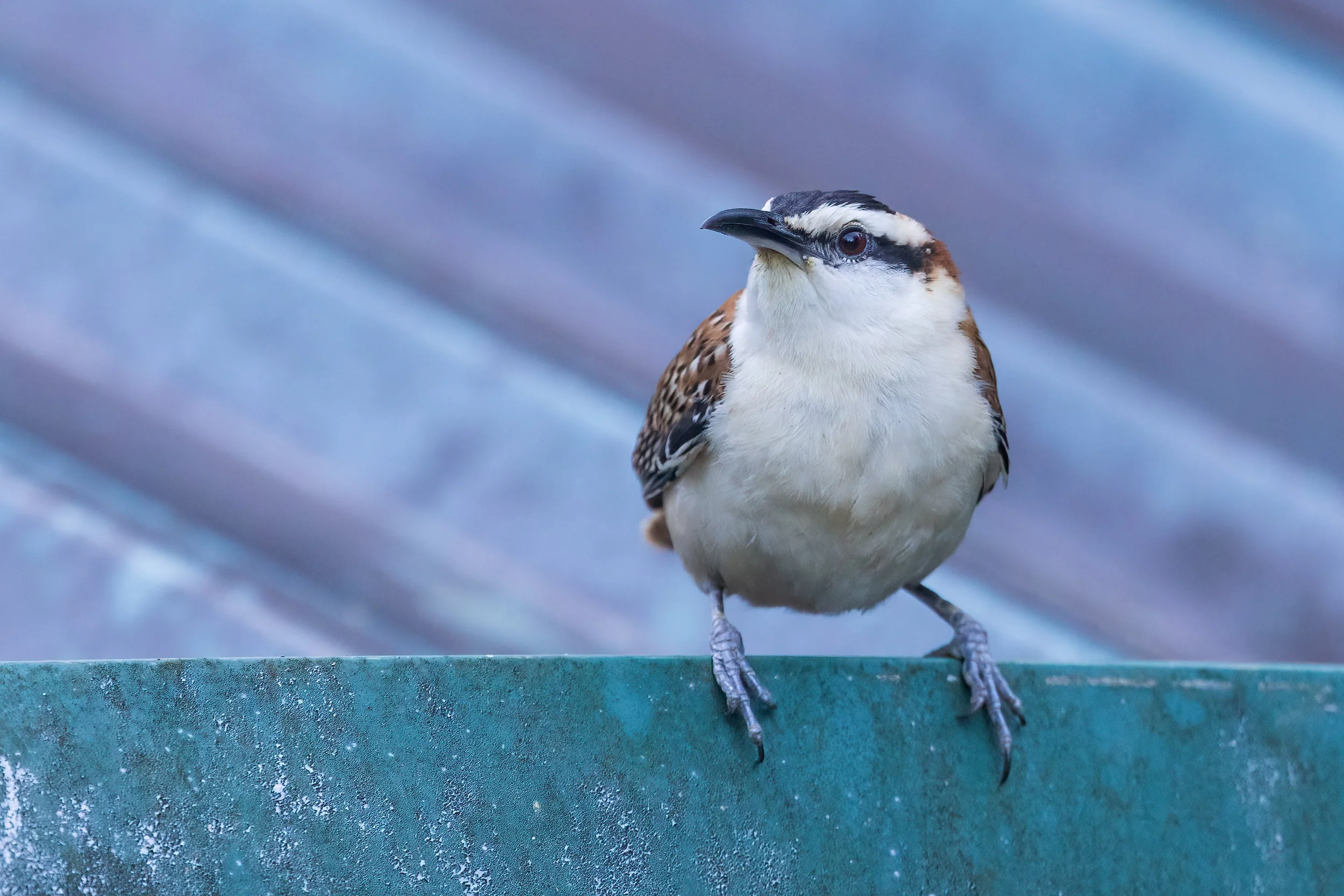  Carara NP, Costa Rica 2023 