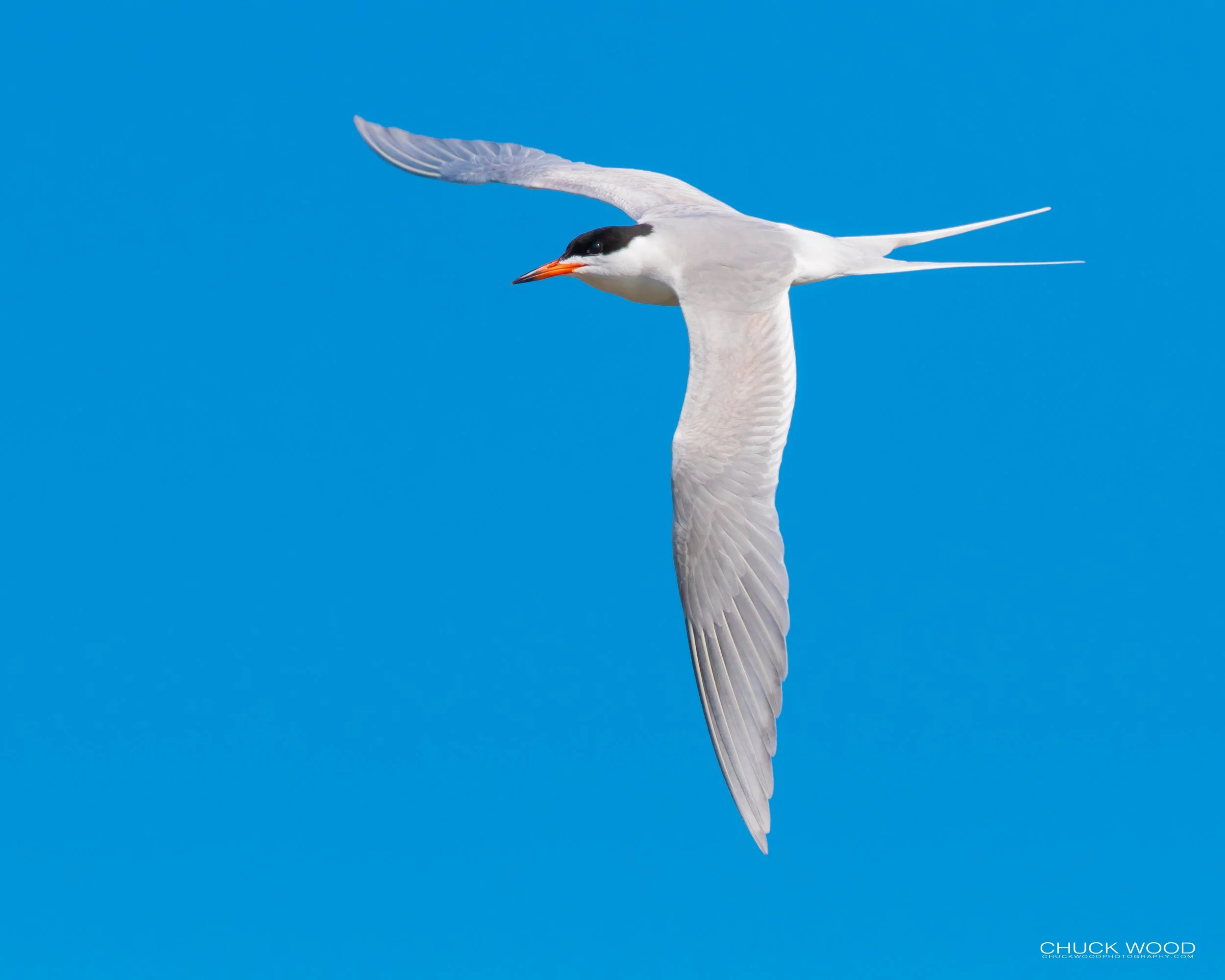 Forsythe NWR, NJ 2019 
