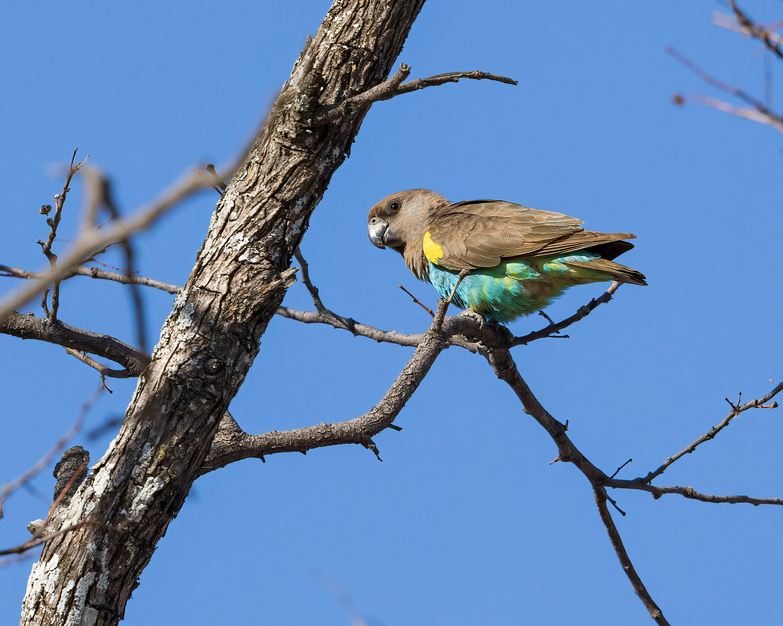  Moremi, Botswana 2023 