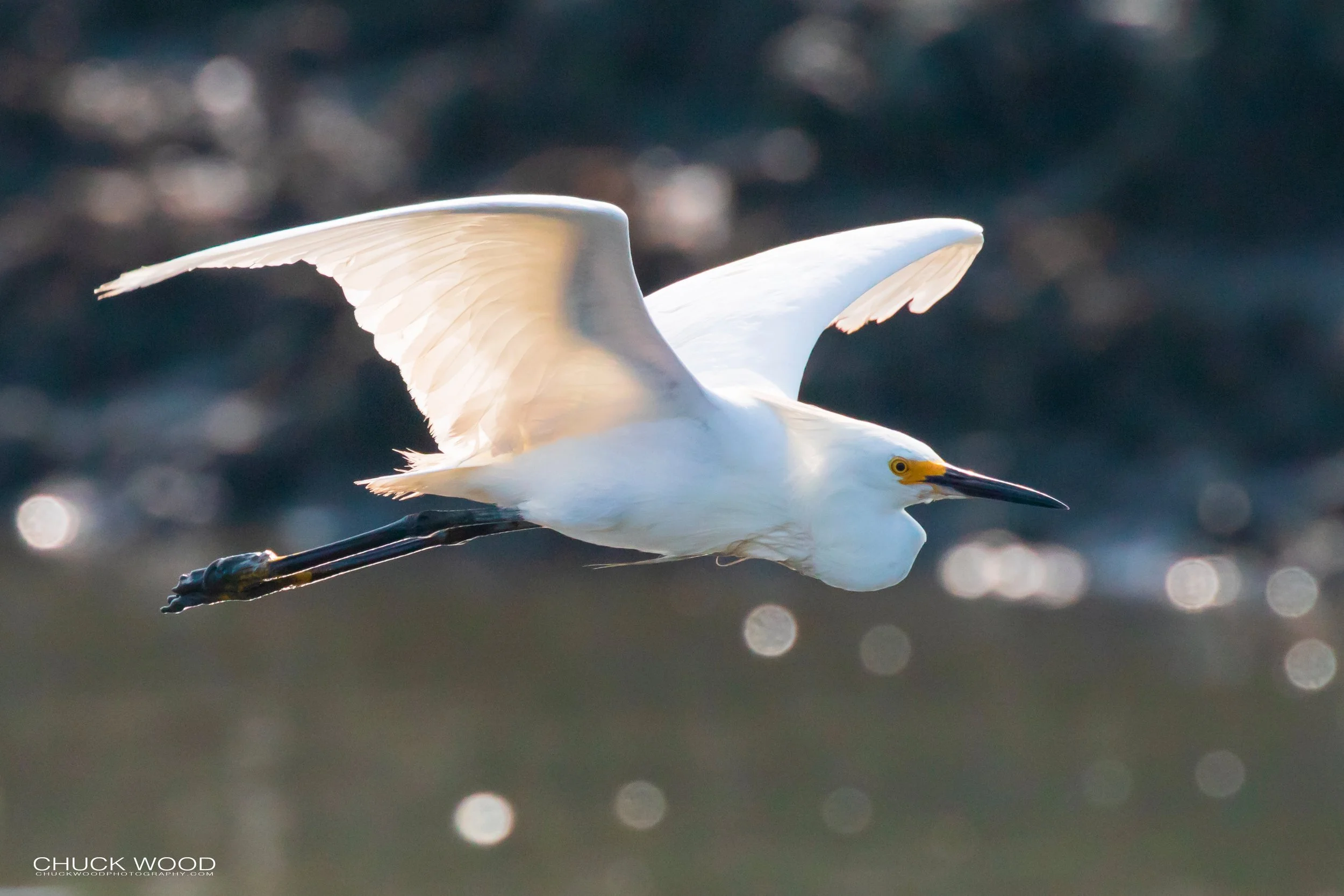  Forsythe NWR, NJ 2019 