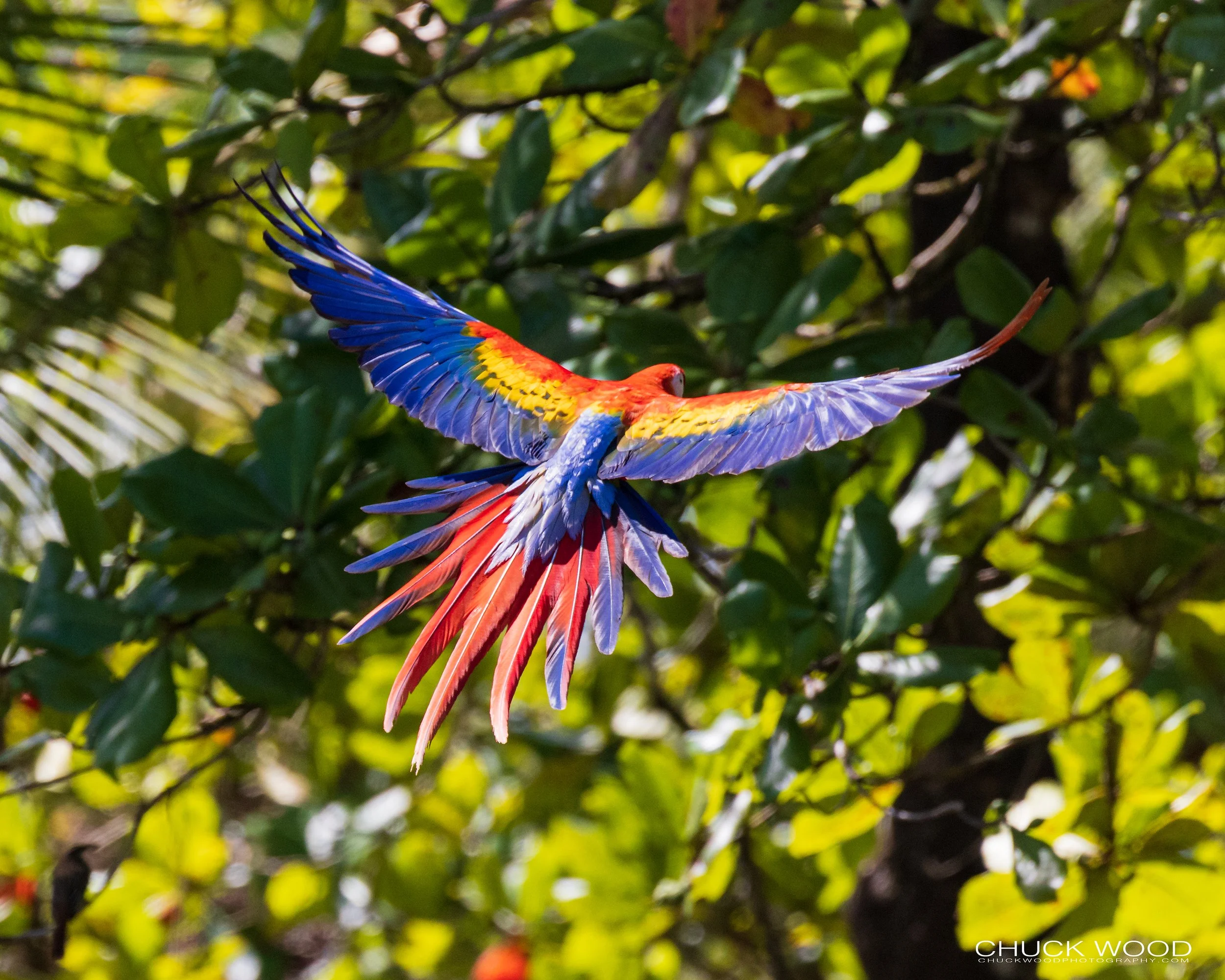  Osa Peninsula, Costa Rica 2022 