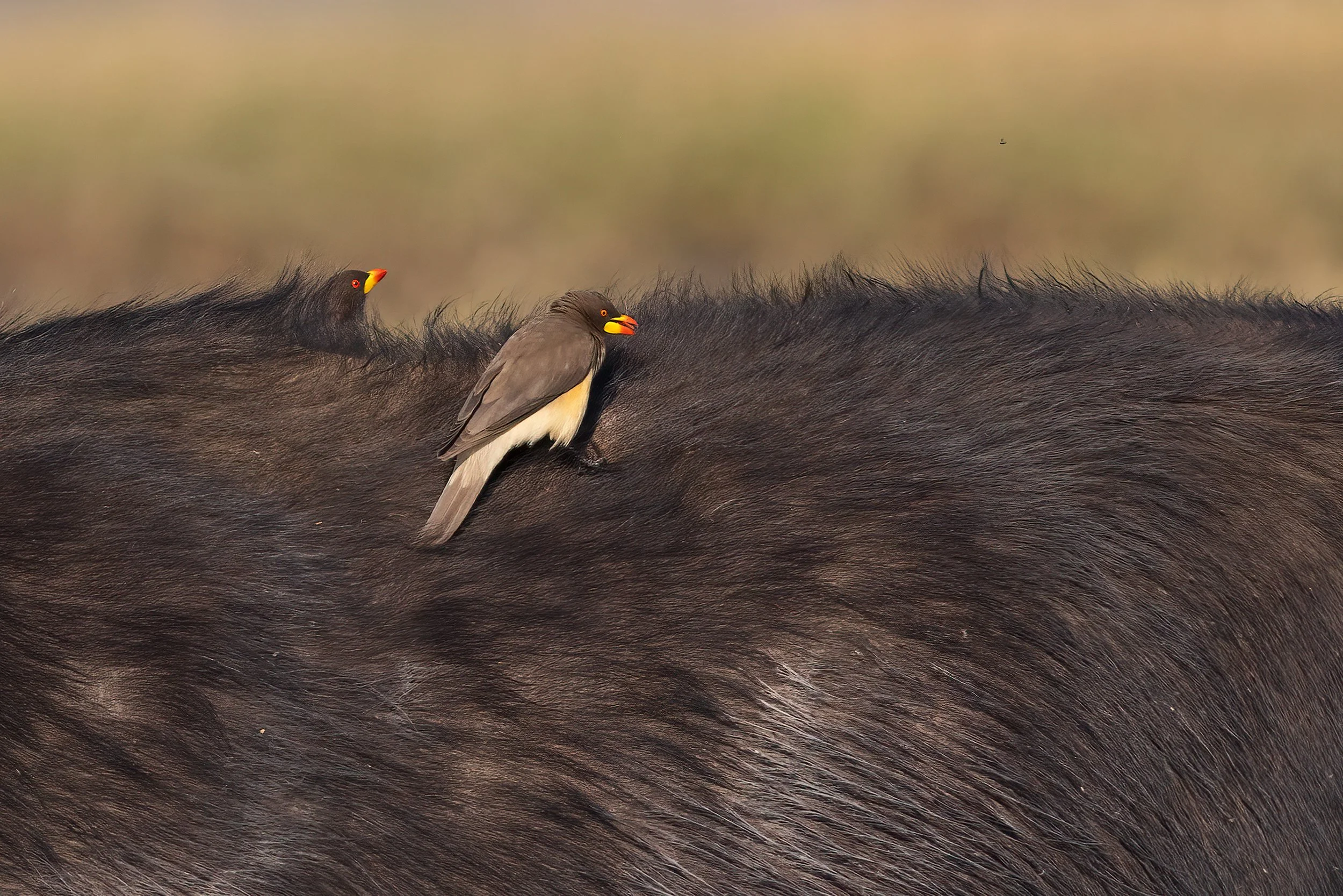  Chobe River, Botswana 2023 