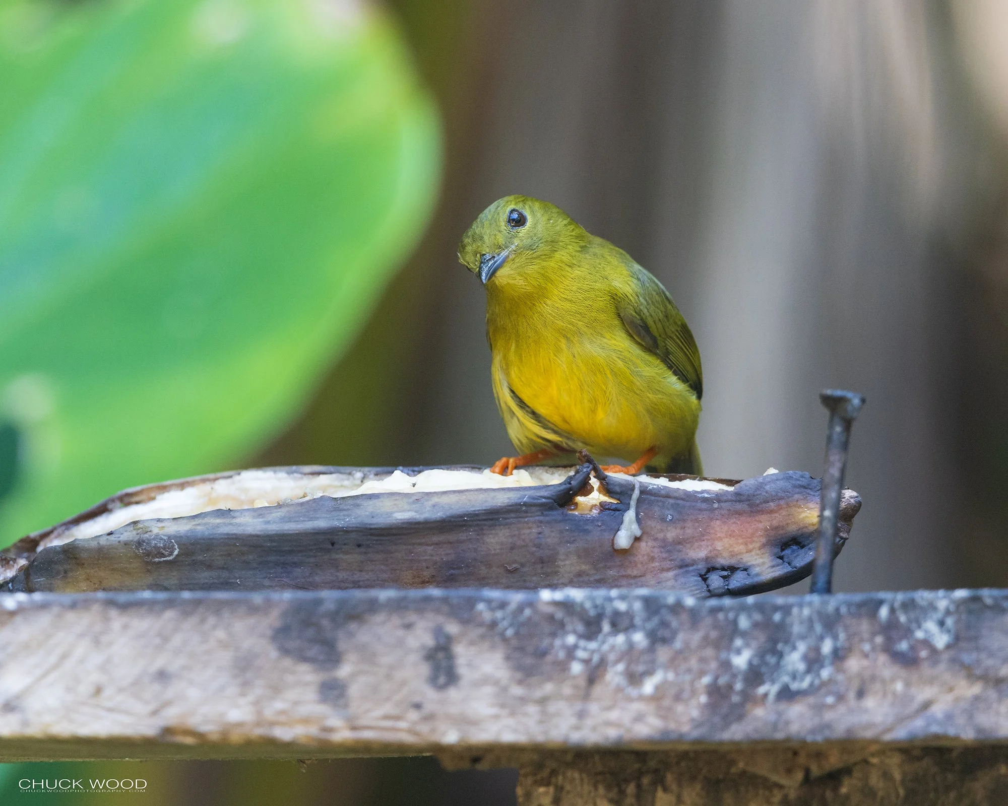  Osa Peninsula, Costa Rica 2022 