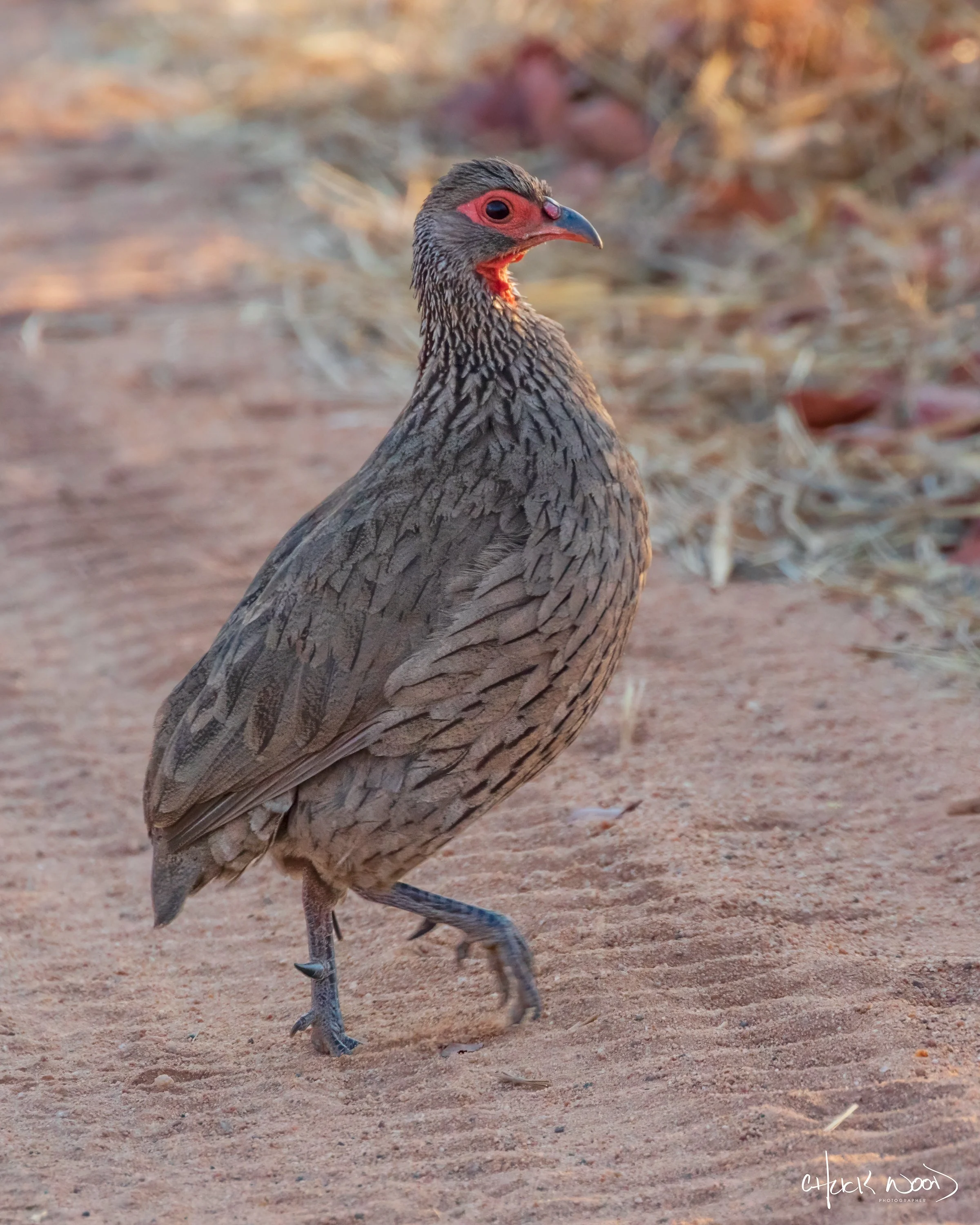  Hwange, Zimbabwe 2019 