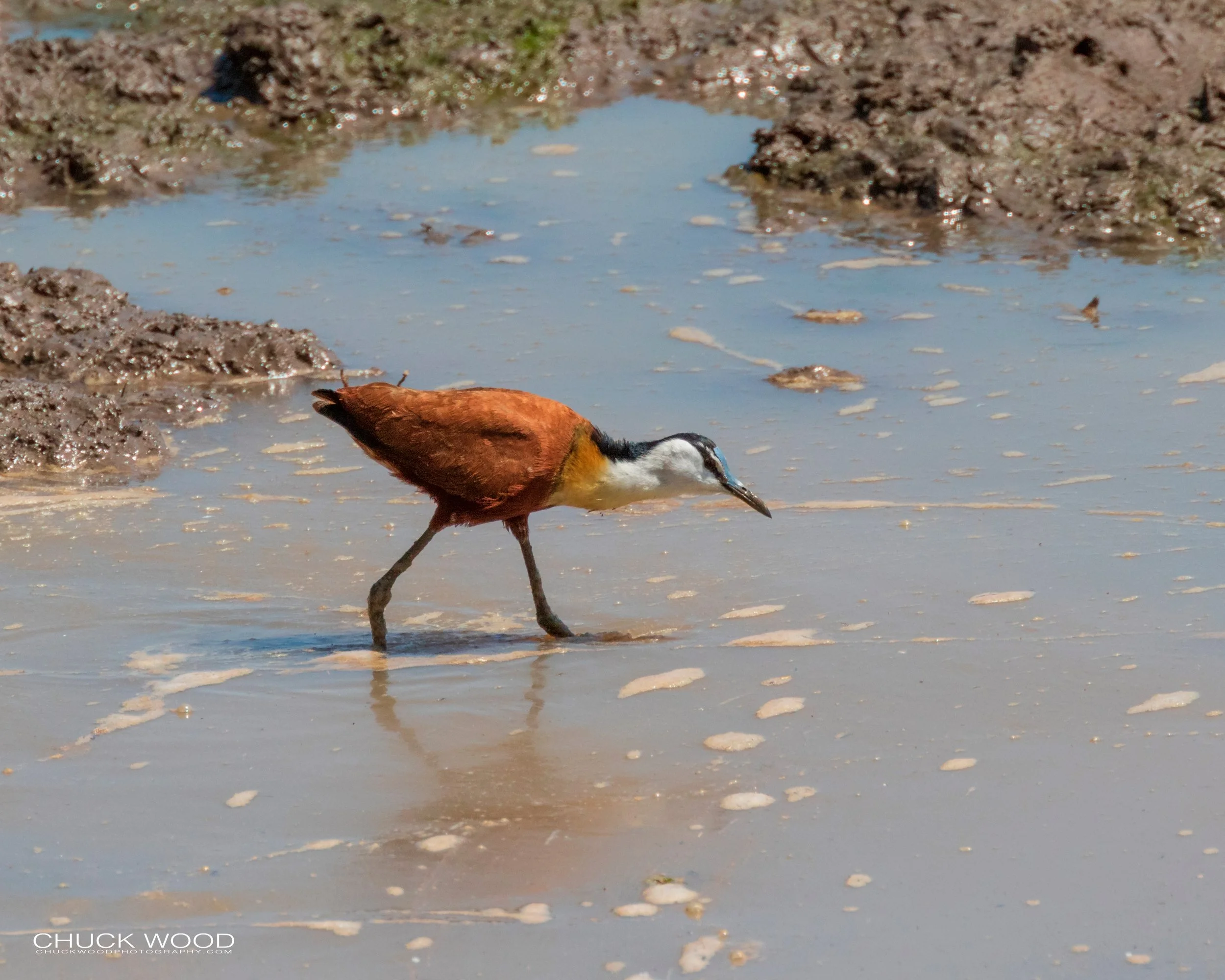  Mana Pools, Zimbabwe 2019 