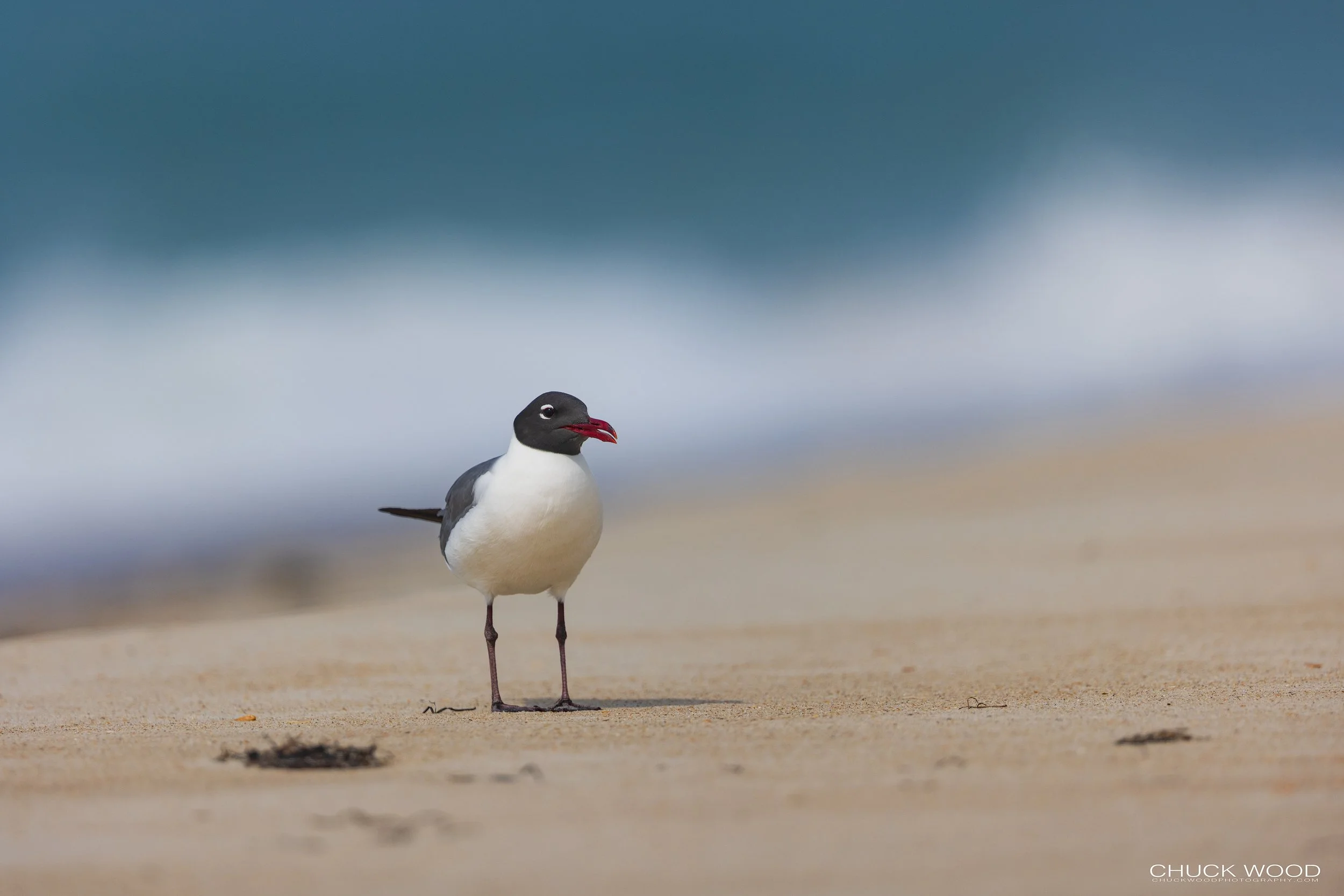  Cape Hatteras, NC 2022 