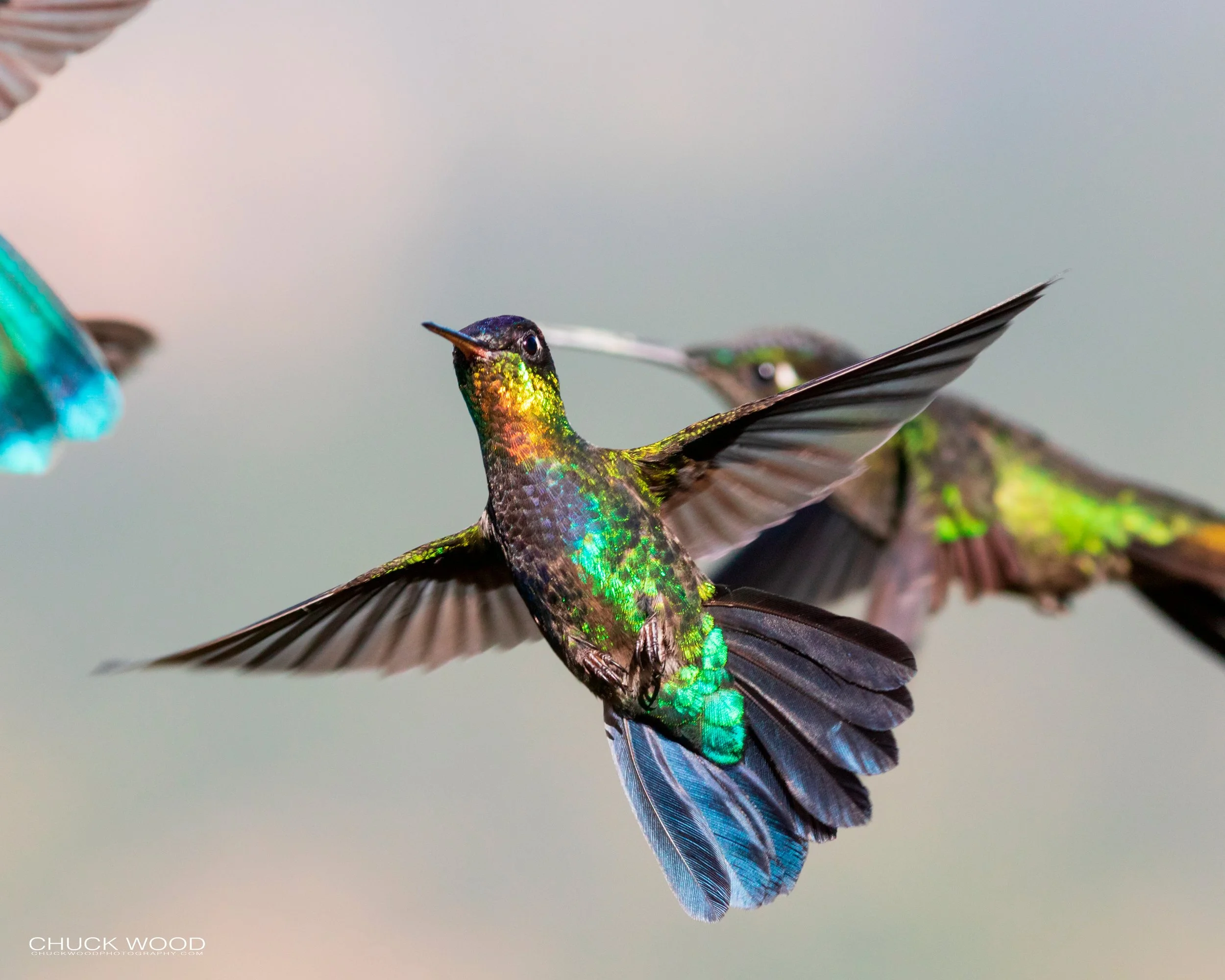  Bosque Del Tolomunco, Costa Rica 2020 