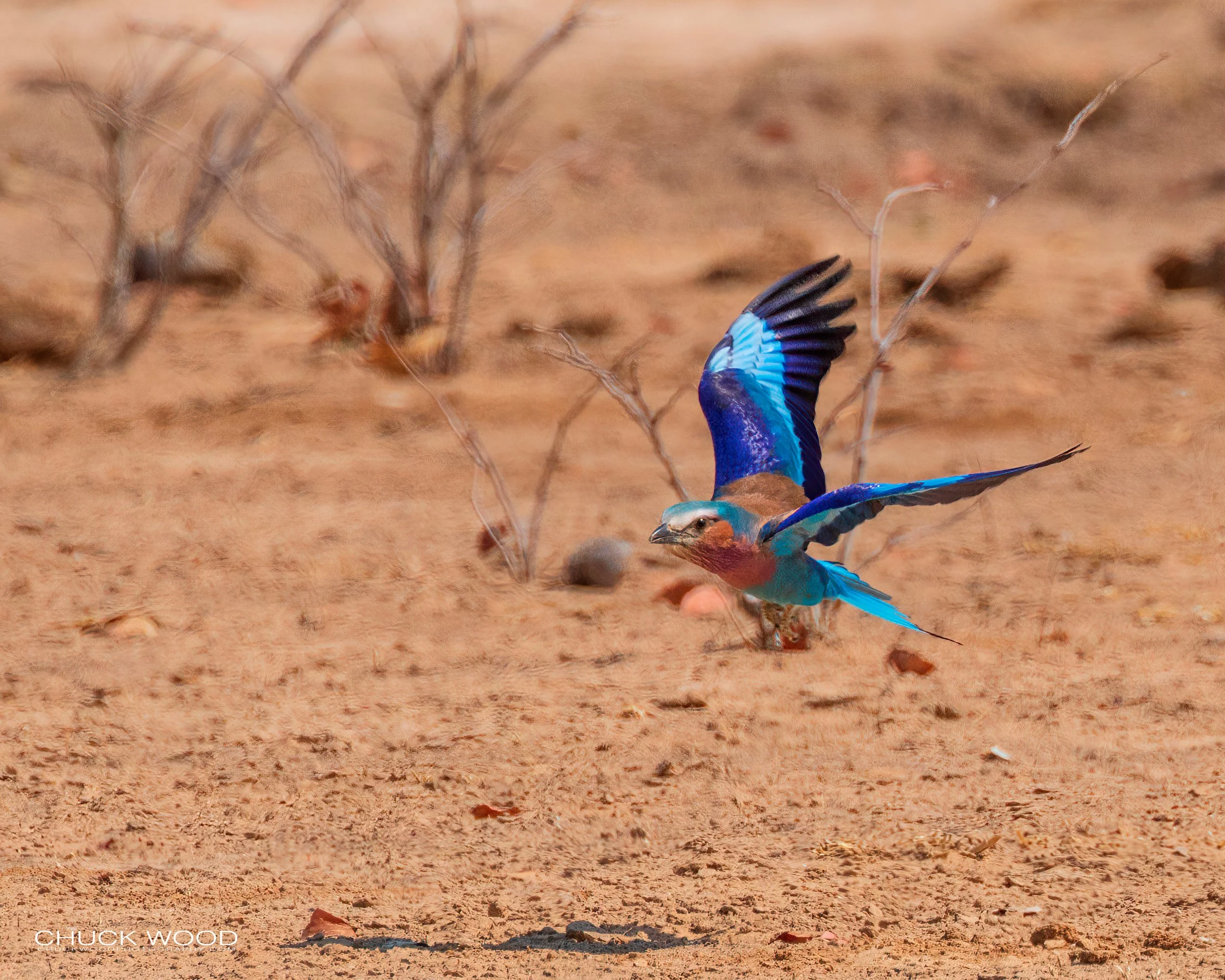  Mana Pools, Zimbabwe 2019 