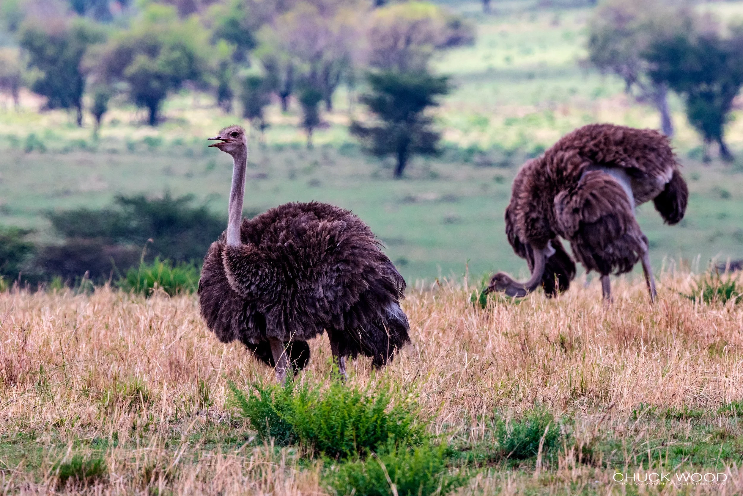  Serengeti, Tanzania 2021 