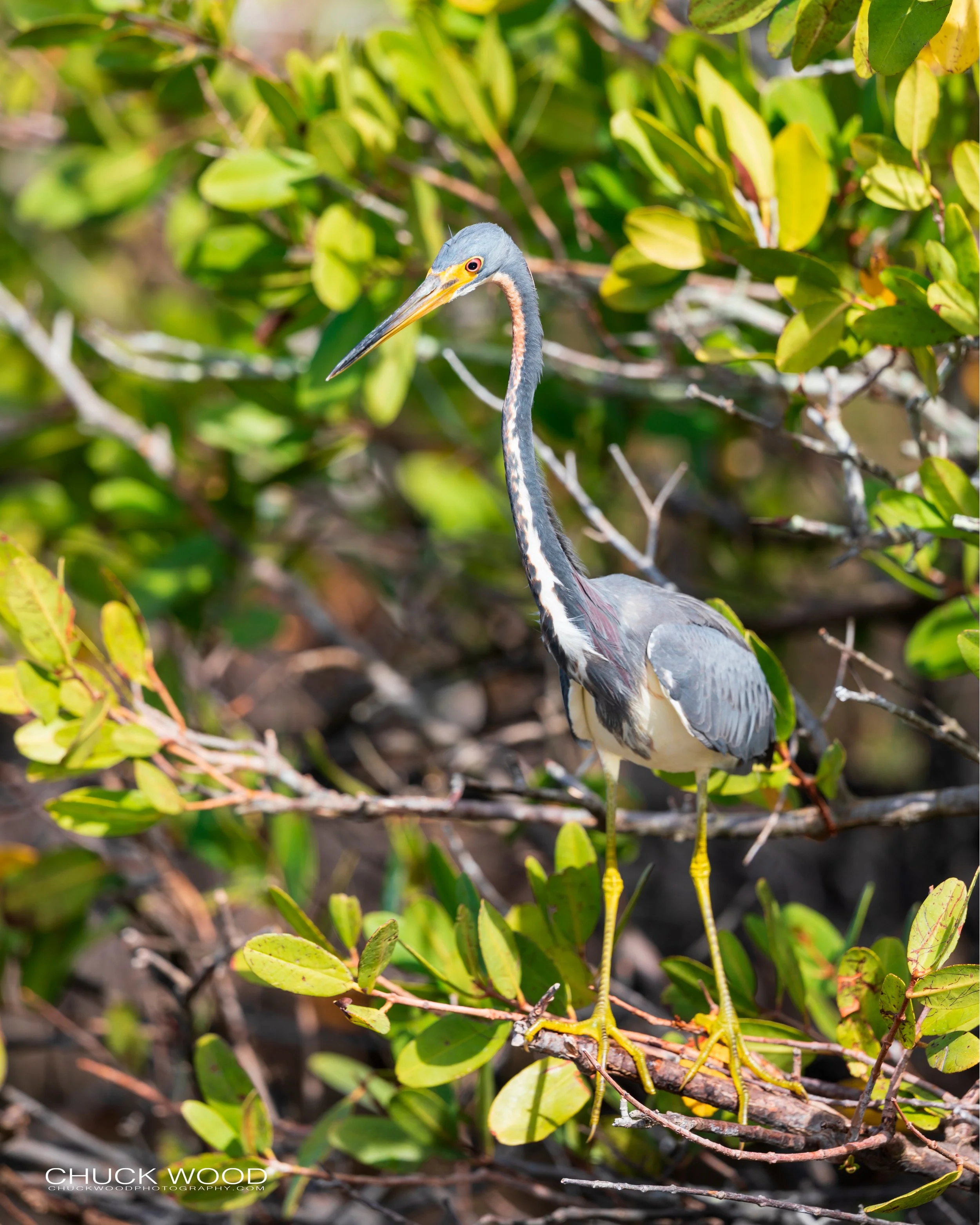  Merritt Island, FL 2020 