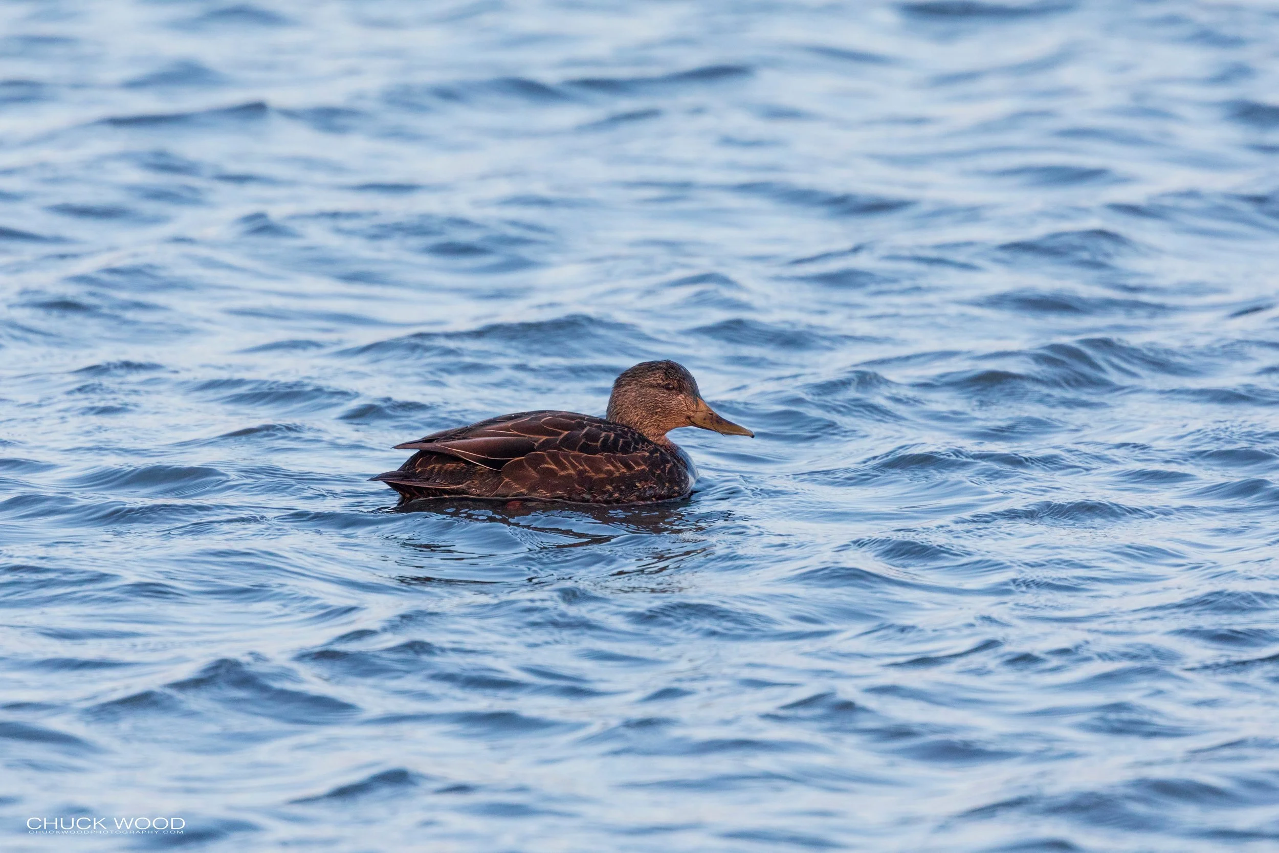  Forsythe NWR, NJ 2019 