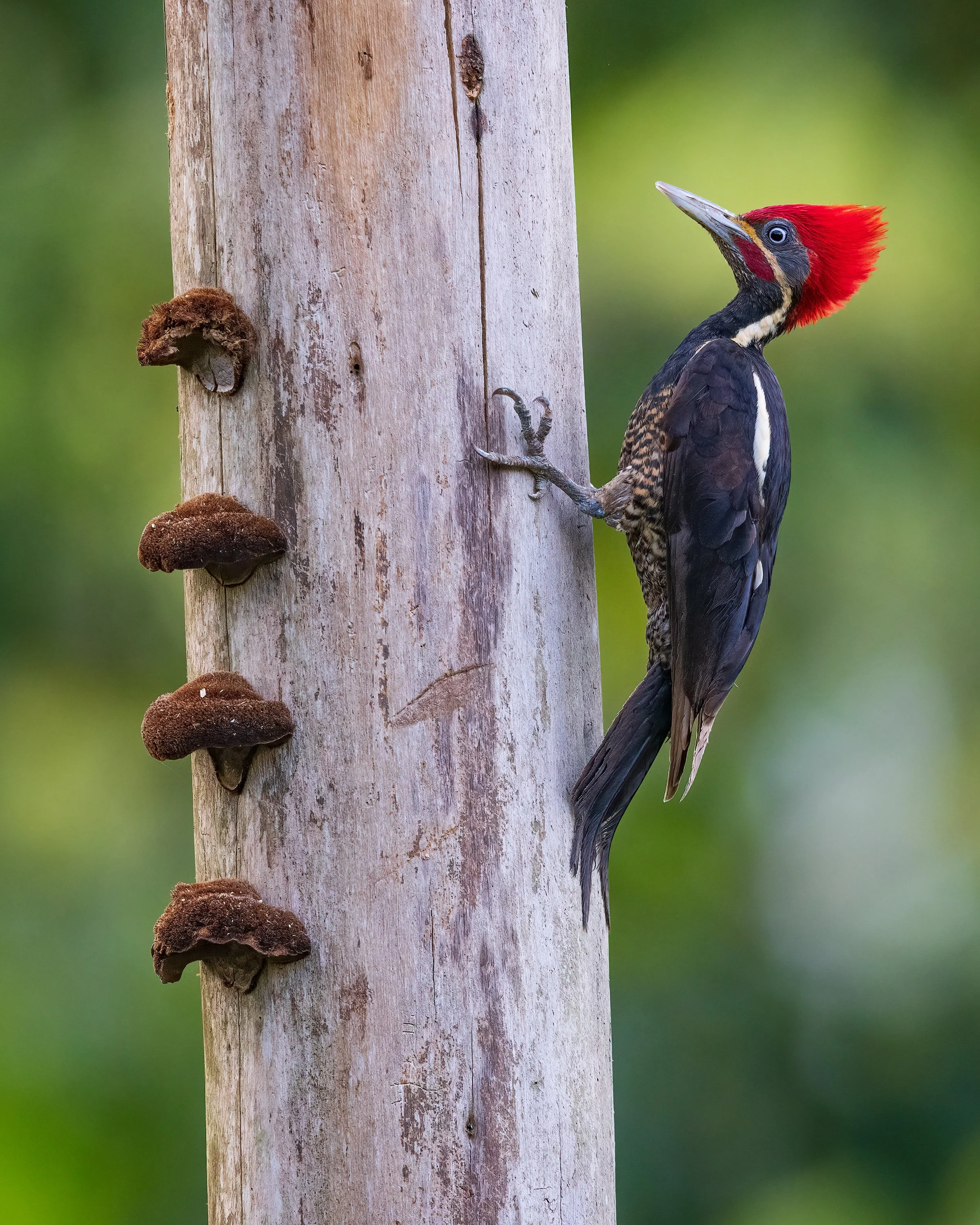  Macaw Lodge, Costa Rica 2023 