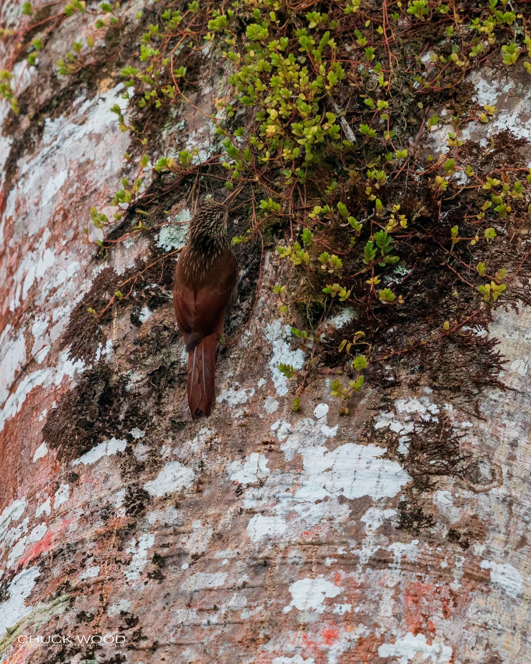  Rancho Naturalista, Costa Rica 2020 
