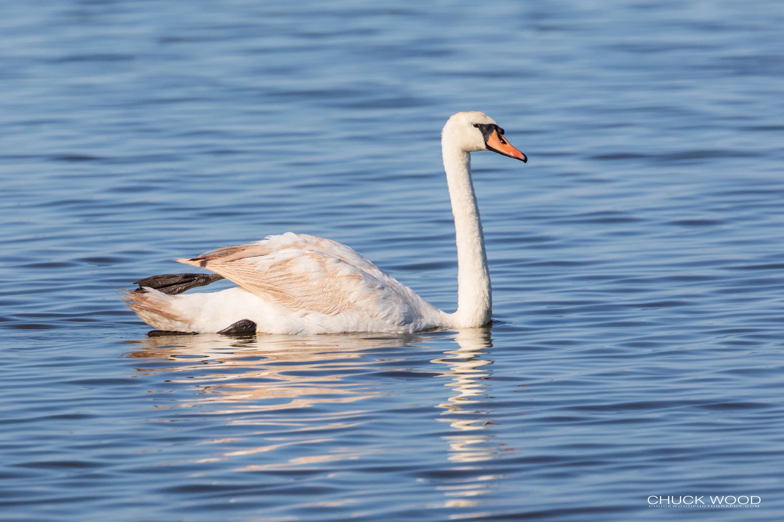 Forsythe NWR, NJ 2020 