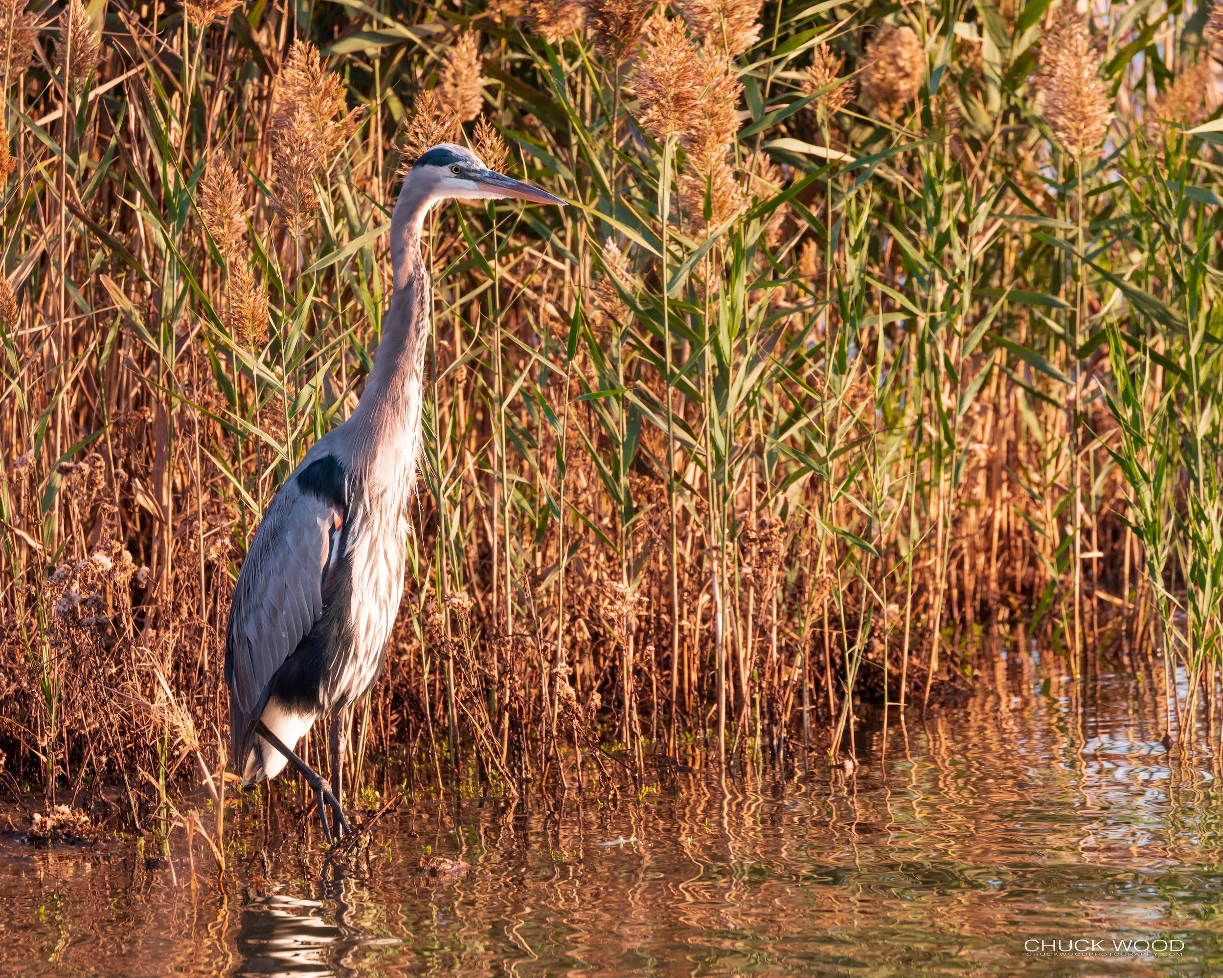  Forsythe NWR, FL 2019 