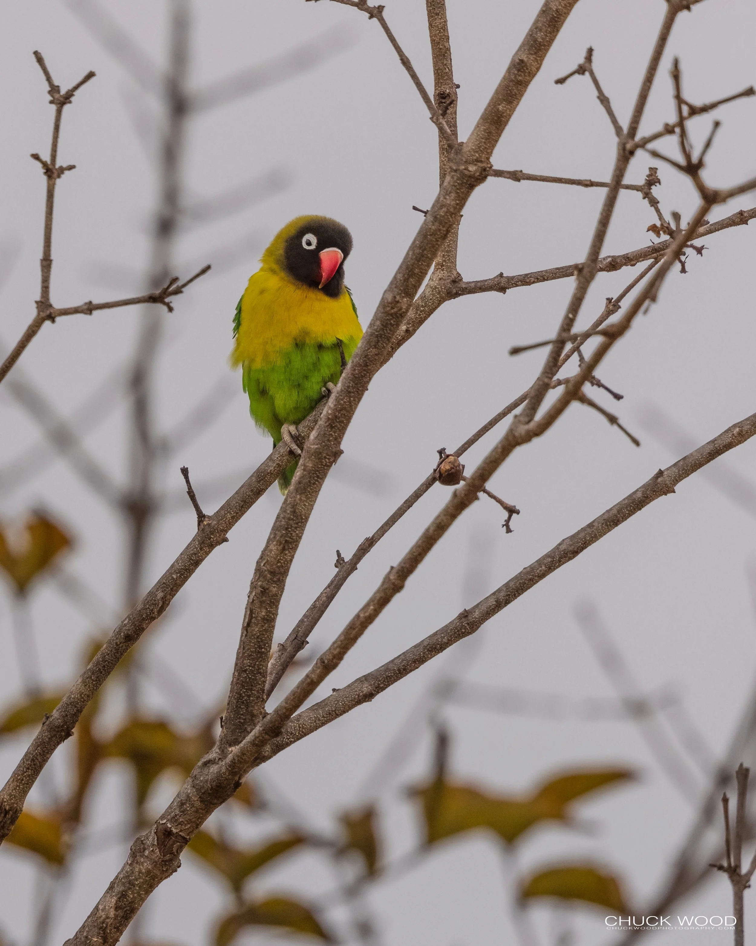  Tarangire, Tanzania 2021 