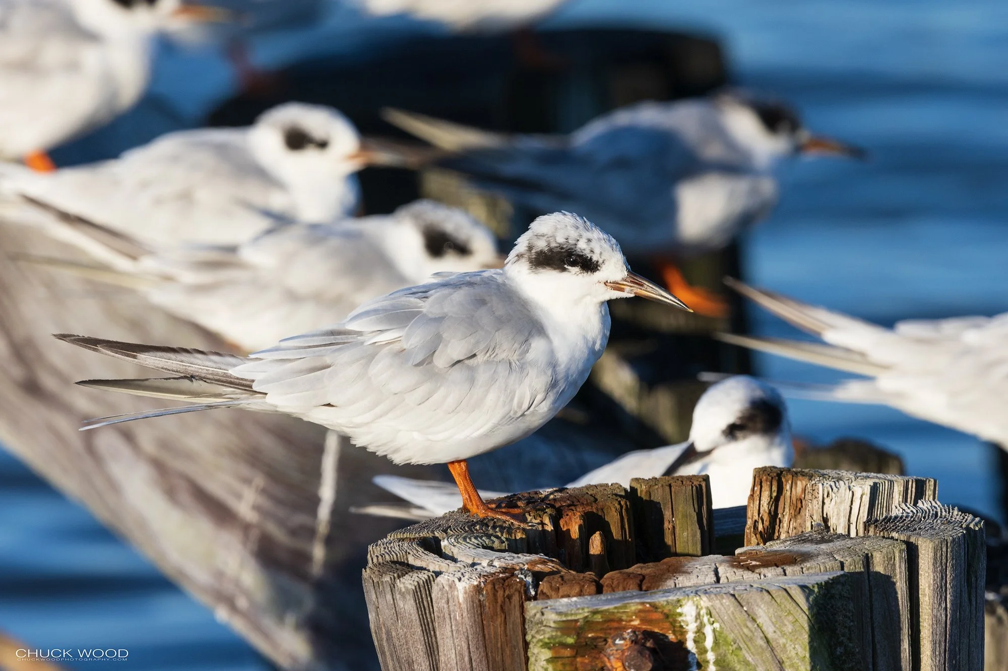  Forsythe NWR, NJ 2021 