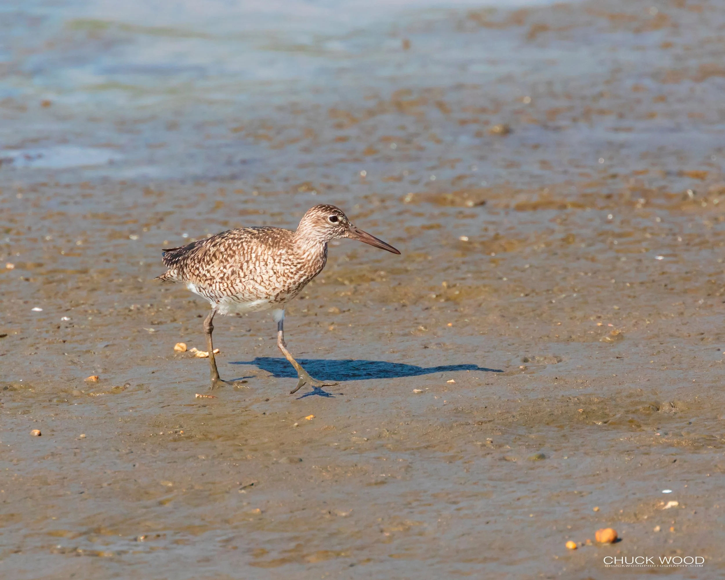   Forsythe NWR, NJ 2019 