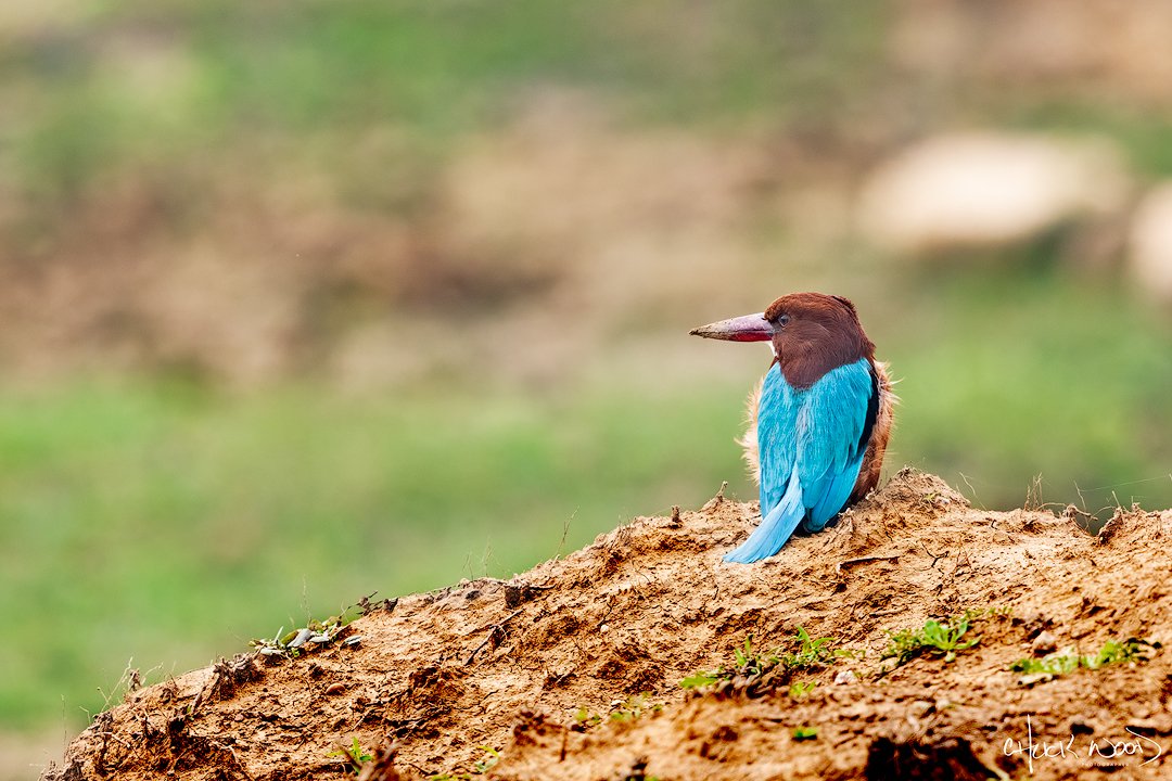  Ranthambore, India 