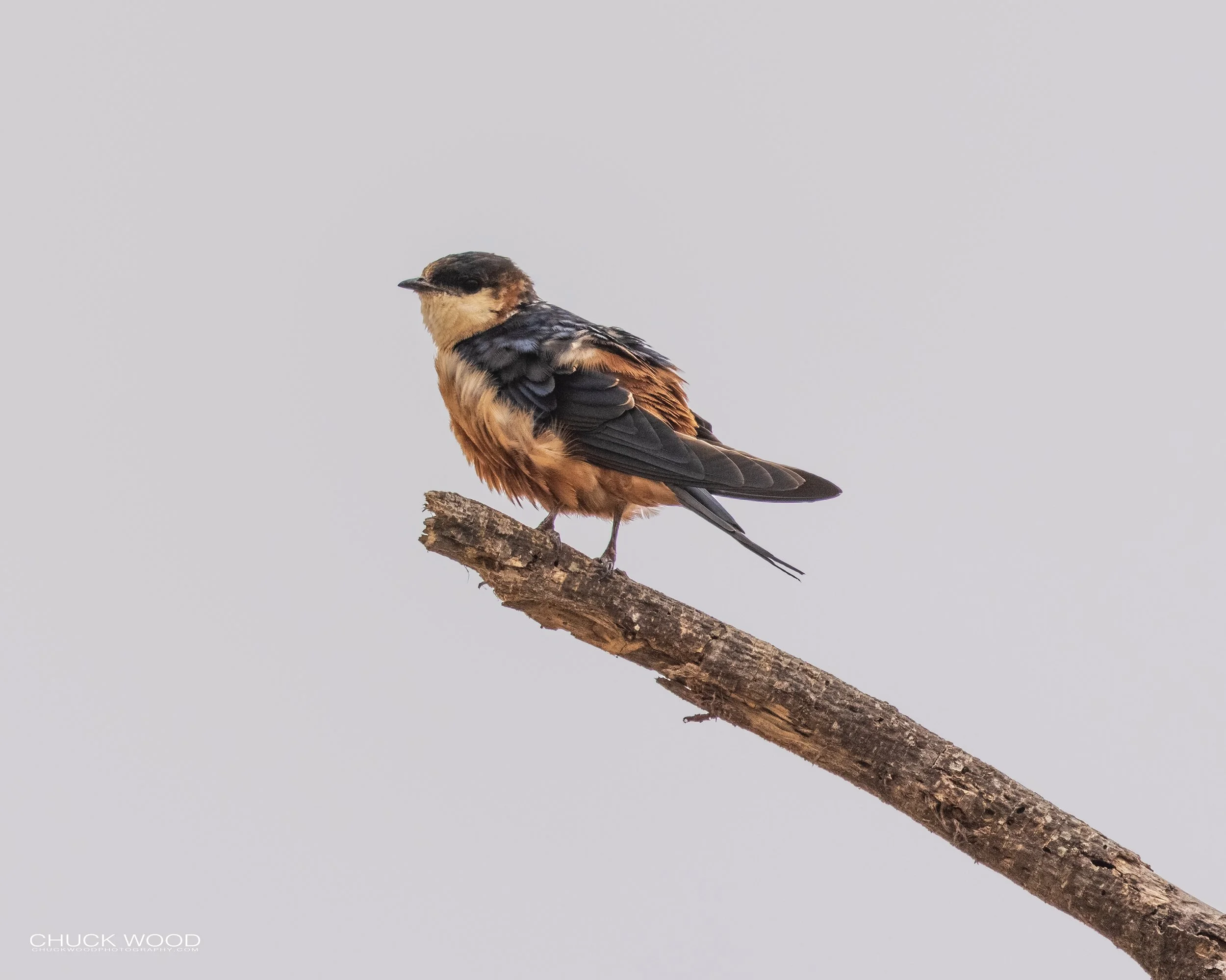  Tarangire, Tanzania 2021 