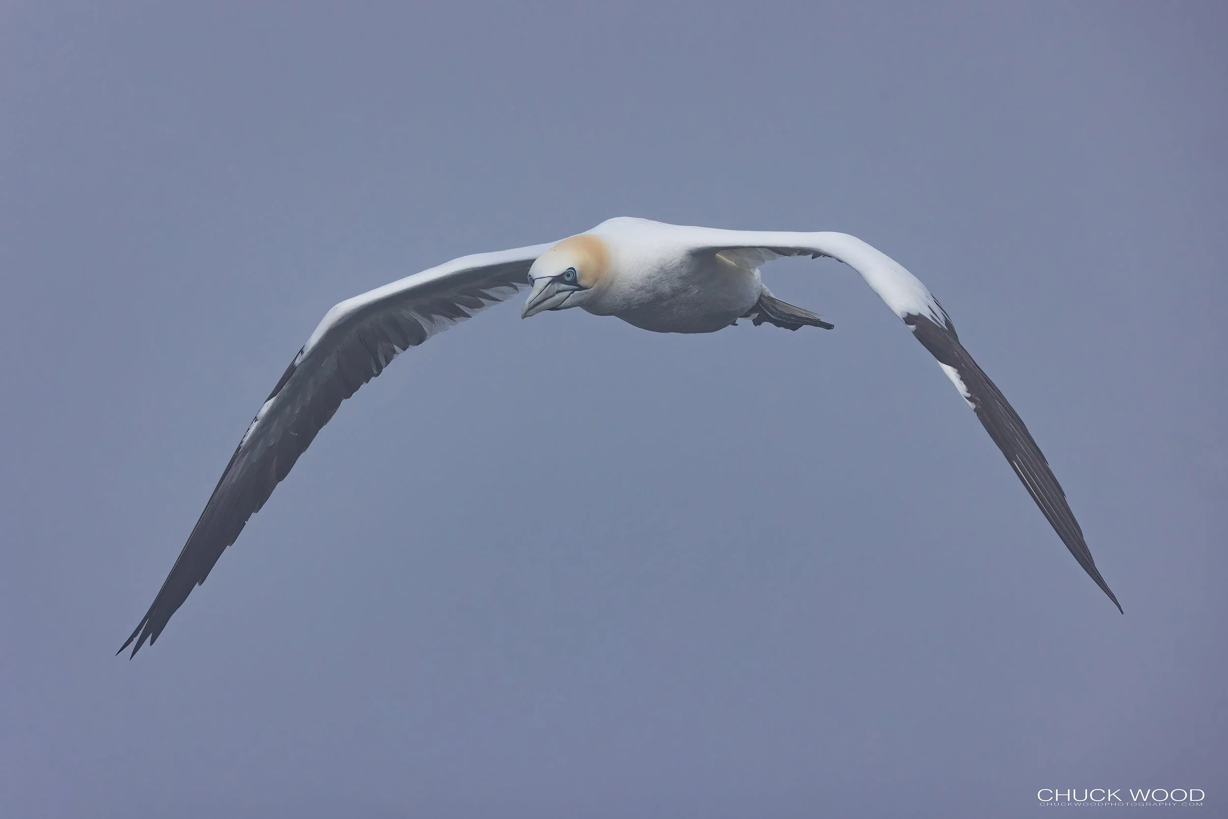  Cape St. Marys, NL 2022 
