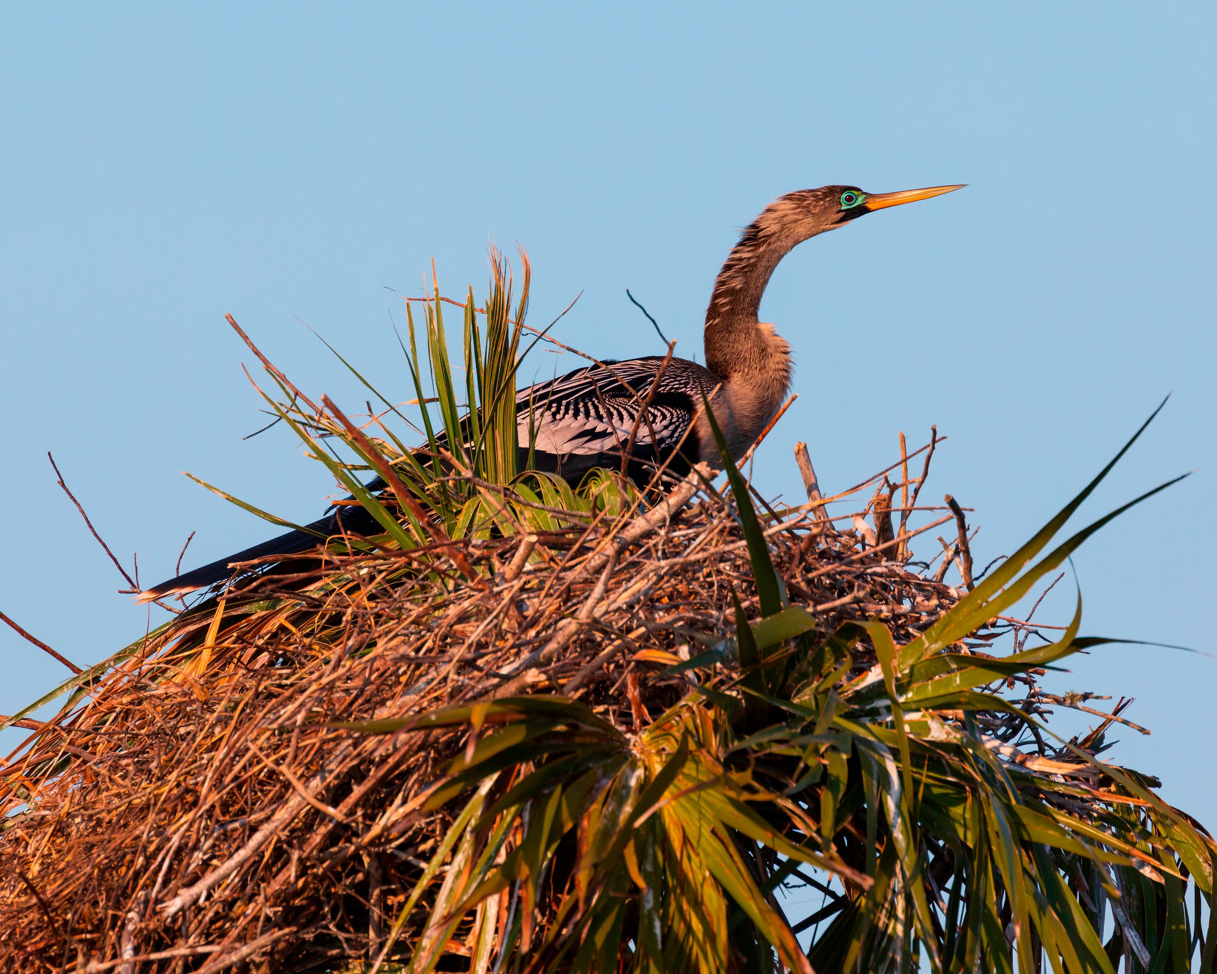  Merritt Island, FL 2019 