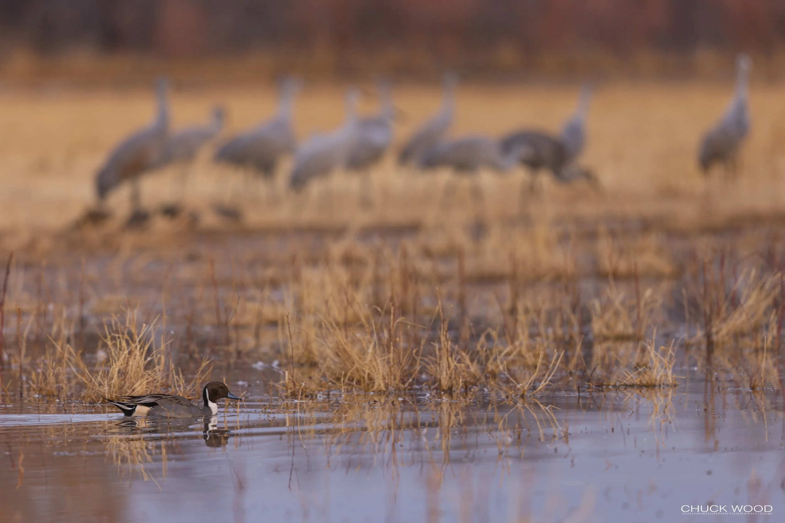  Bosque del Apache, NM 2021 