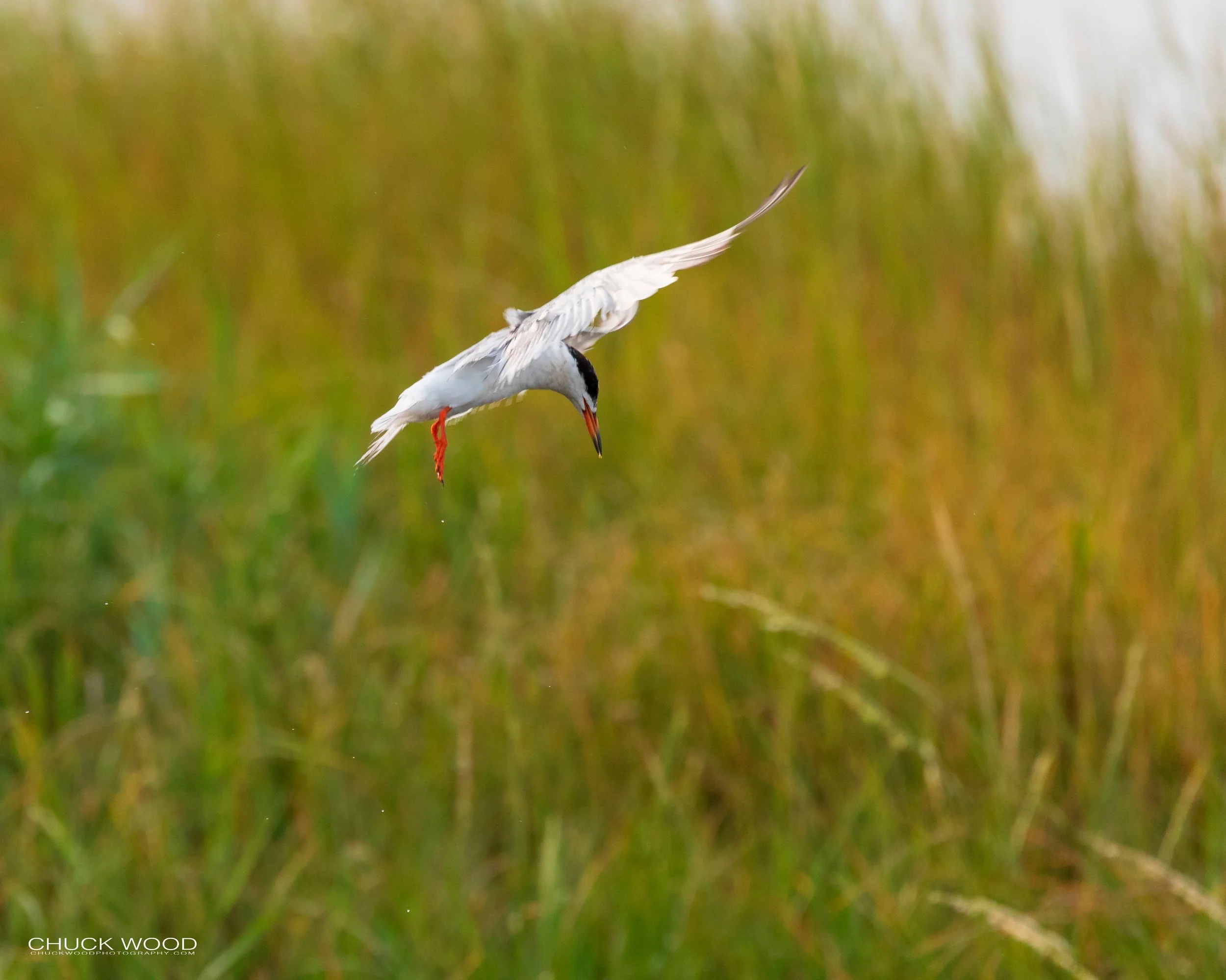  Forsythe NWR, NJ 2019 