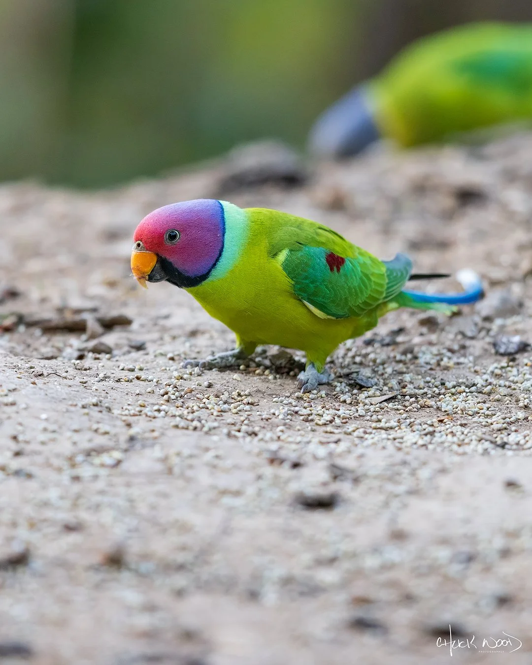 CW00390-Plum-headed-Parakeet-Sattal-2025-1080-sig.jpg