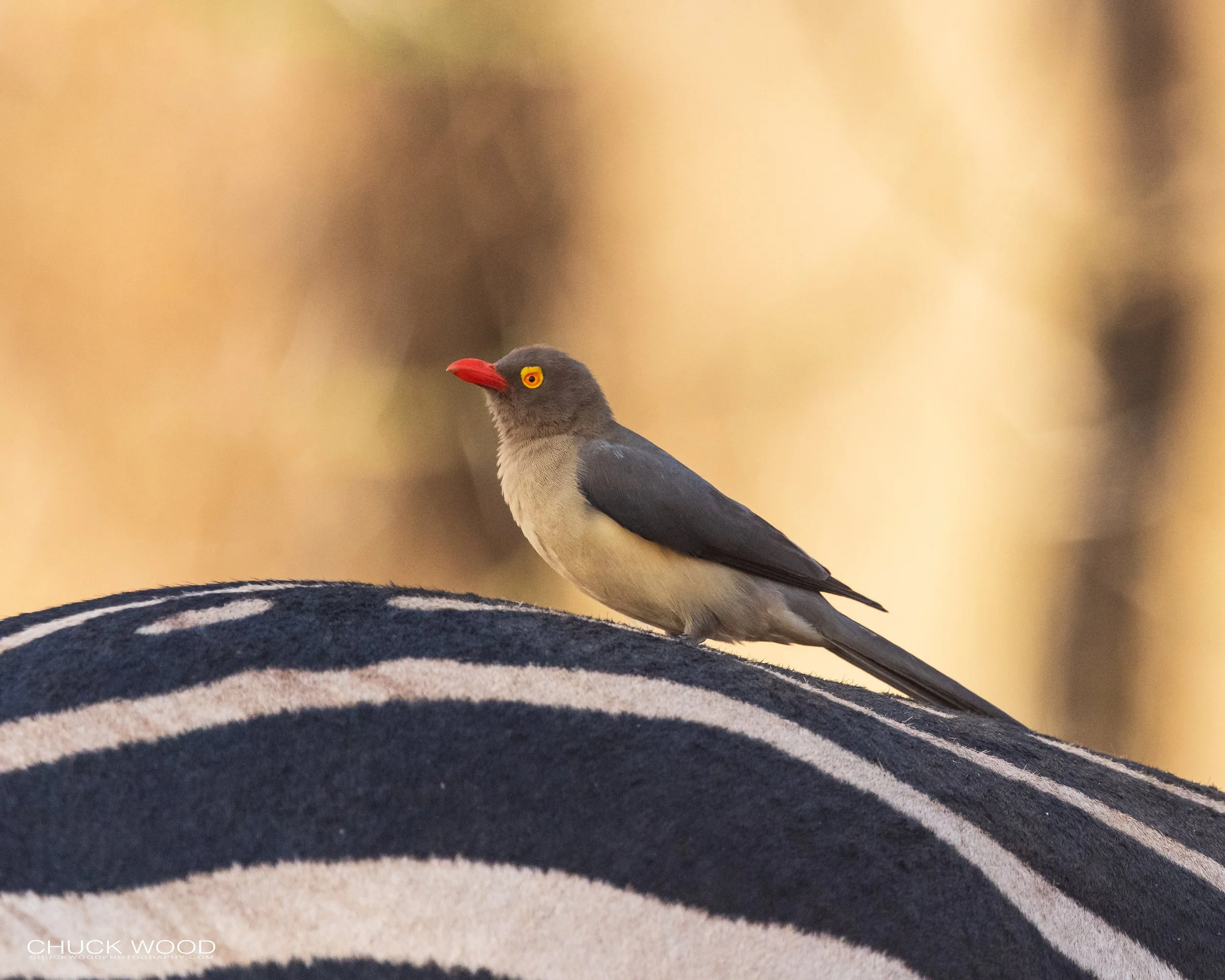  Tarangire, Tanzania 2021 