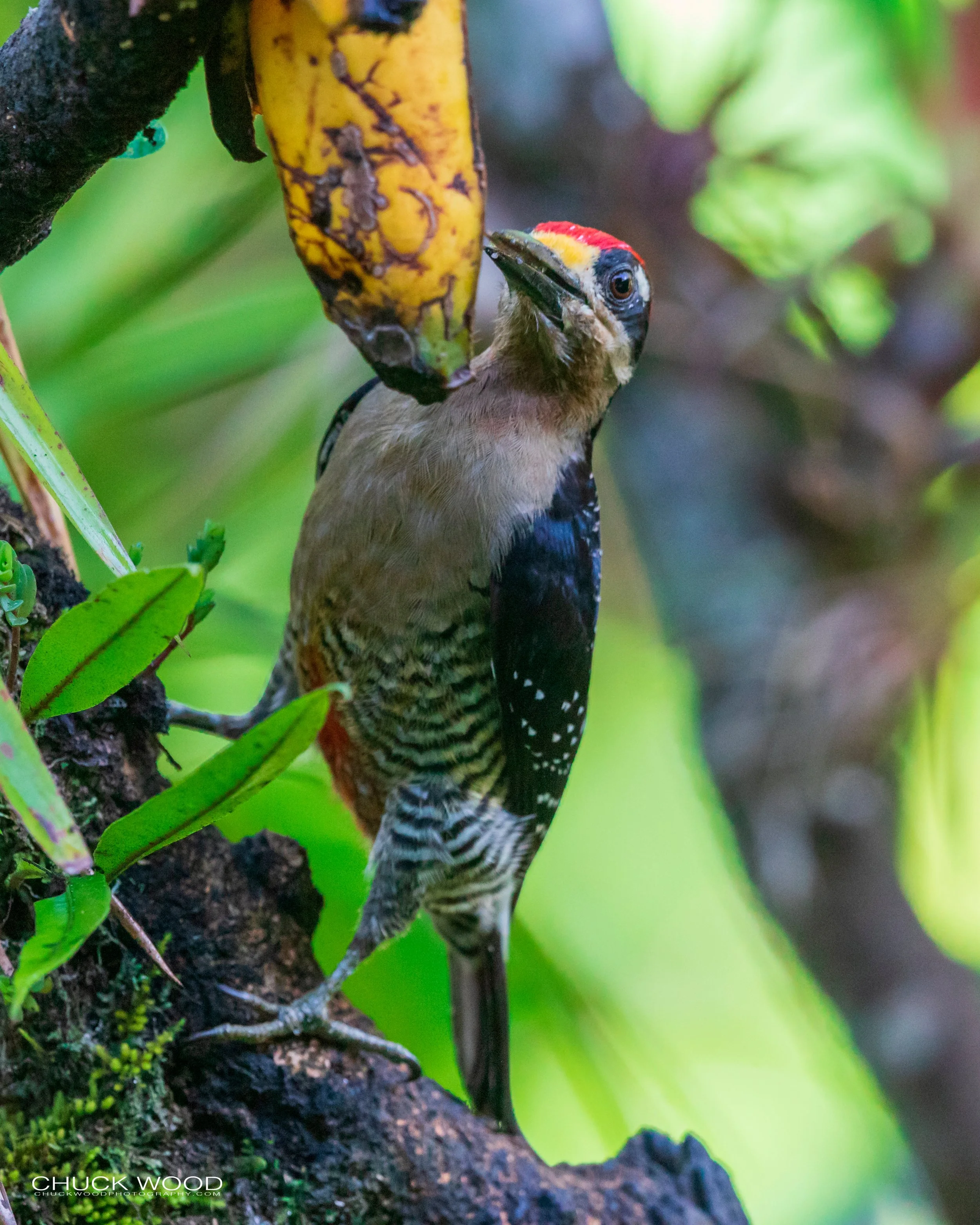  Rancho Naturalista, Costa Rica 2020 