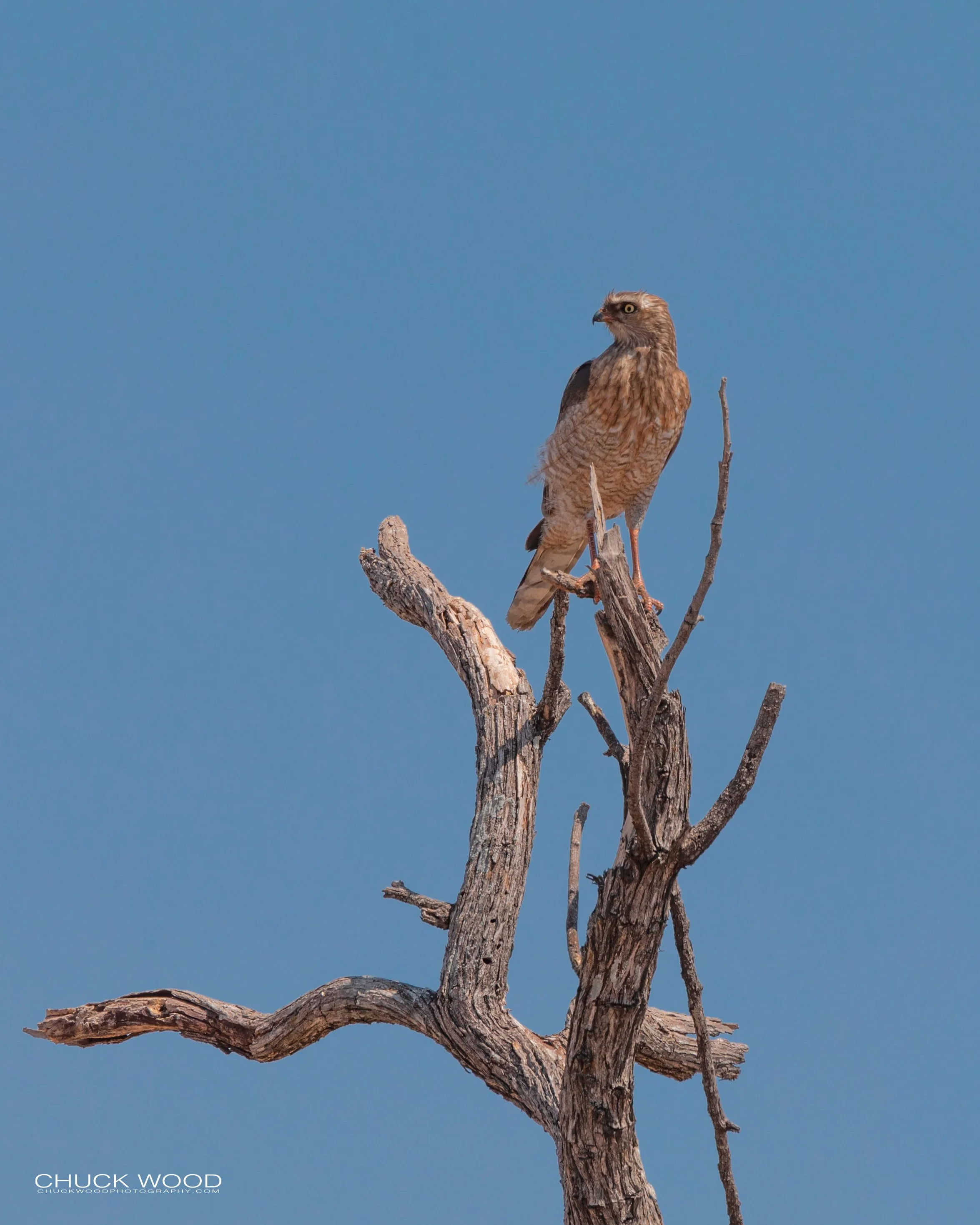  Hwange, Zimbabwe 2019 