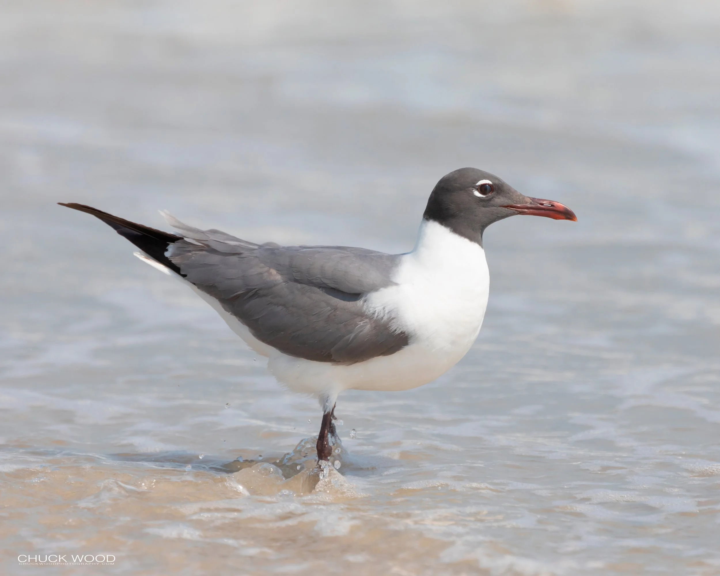  Pea Island, NC 2019 