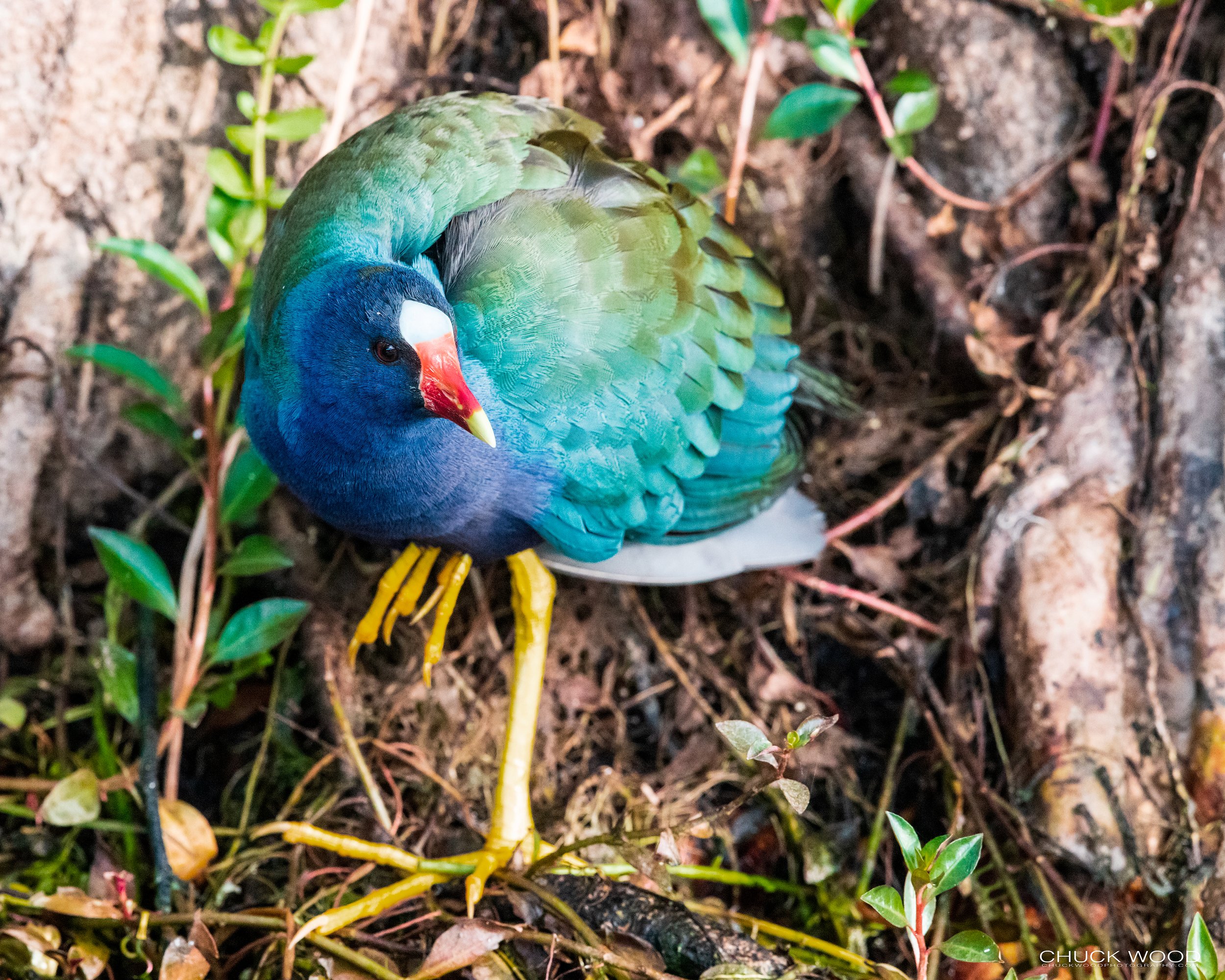  Anhinga Trail, FL 2021 